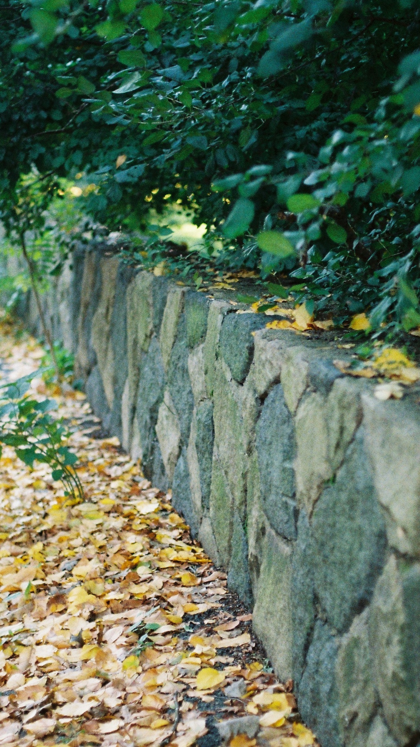 Autumn Path Beside Stone Wall