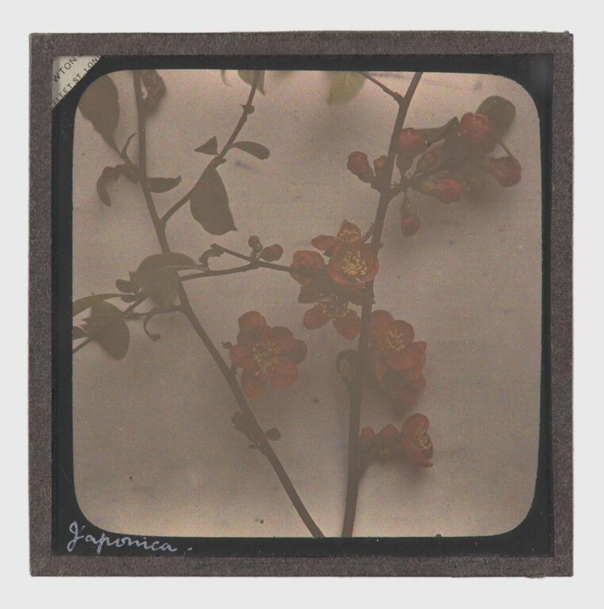 Vintage Japonica Flower Photograph