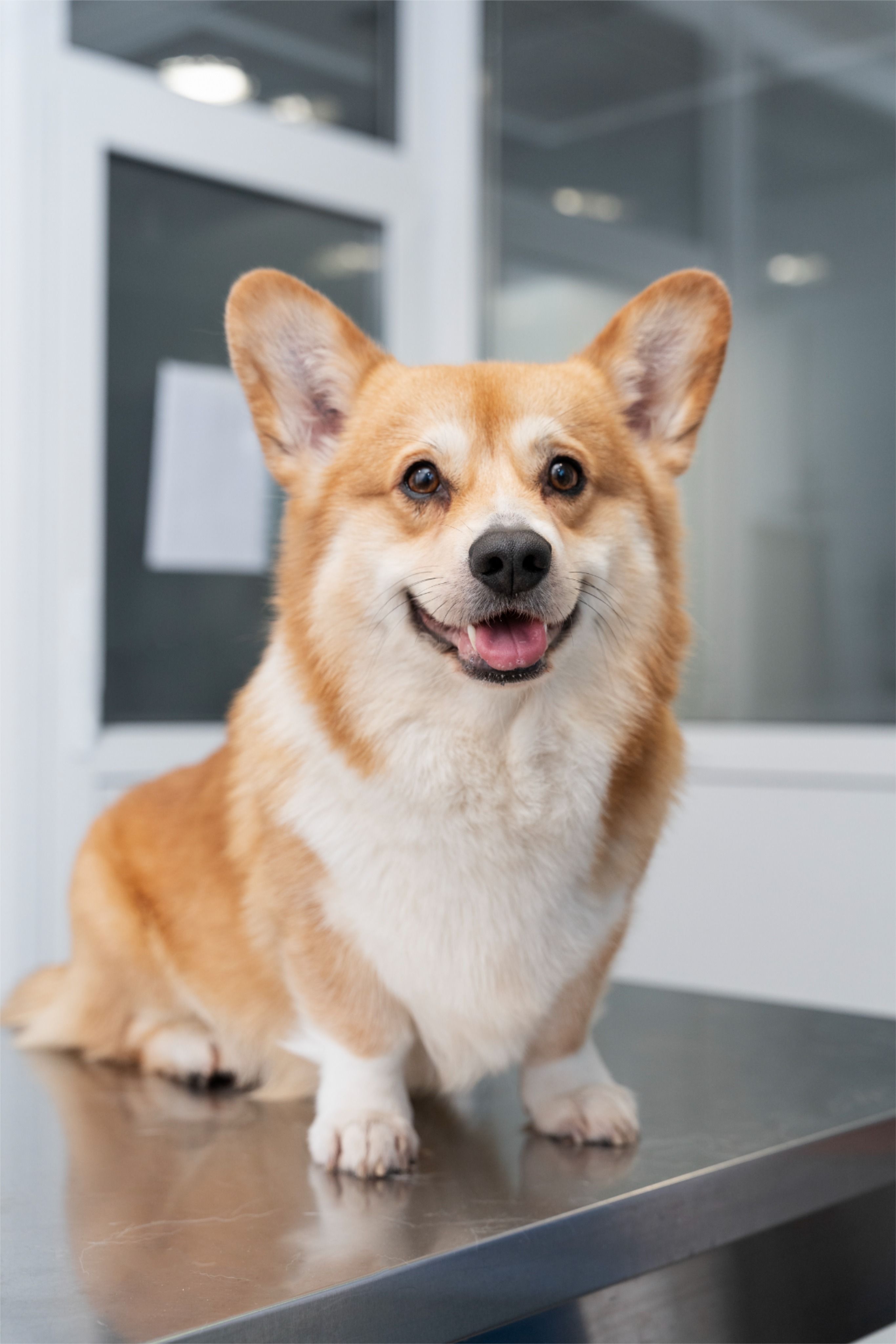 Happy Corgi on Veterinary Exam Table
