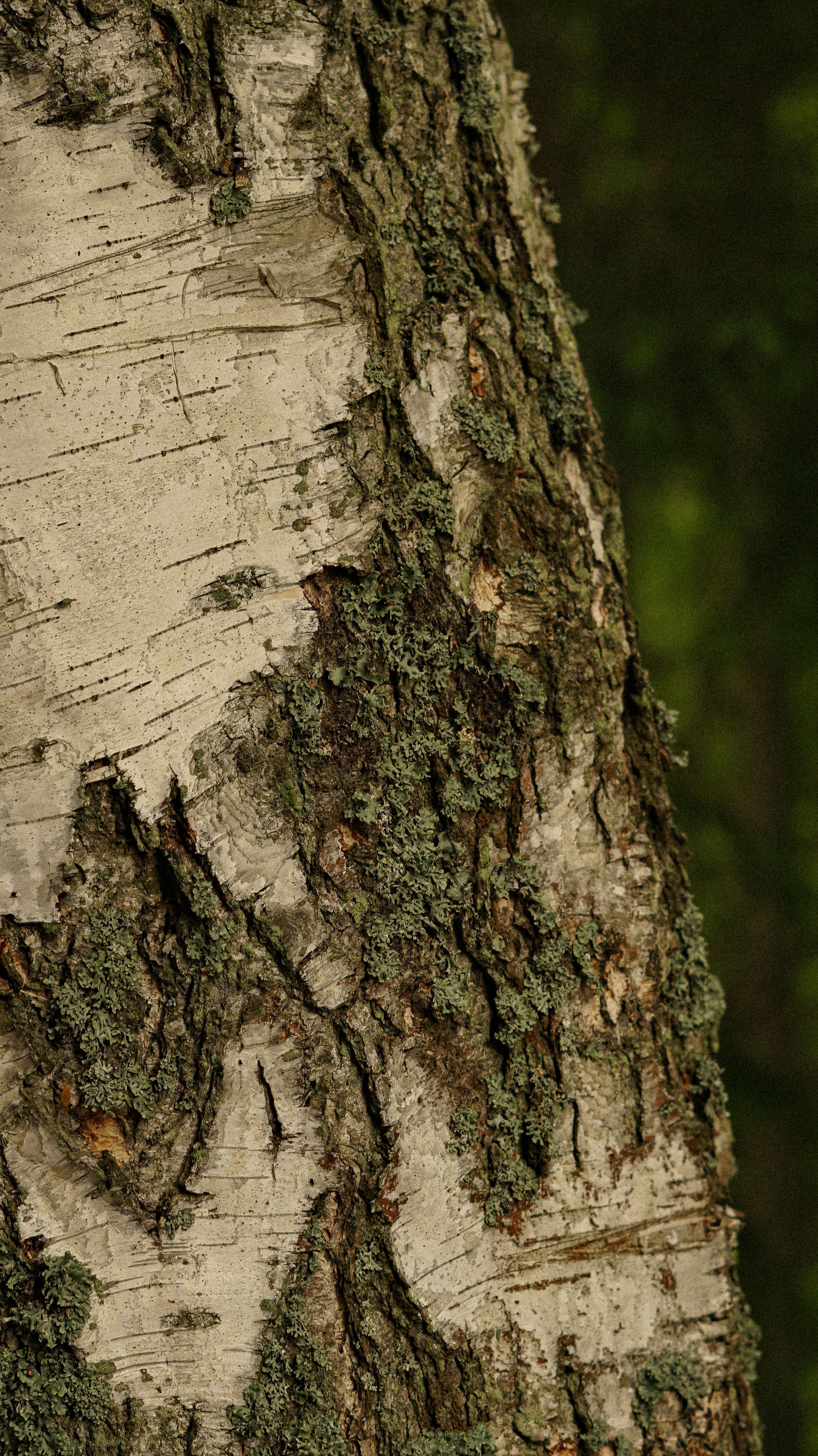 Close Up of Birch Tree Bark