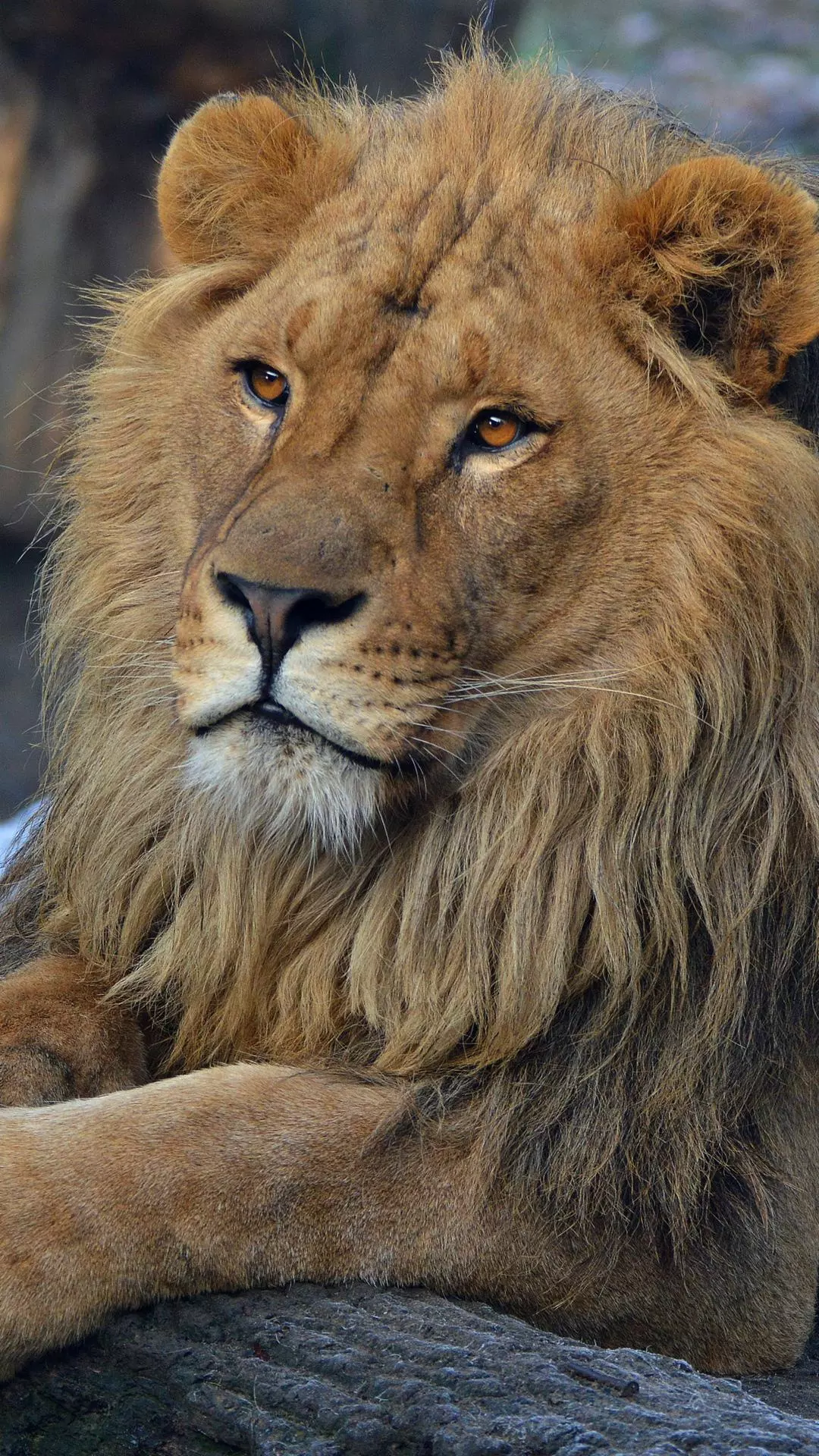 Wallpapers