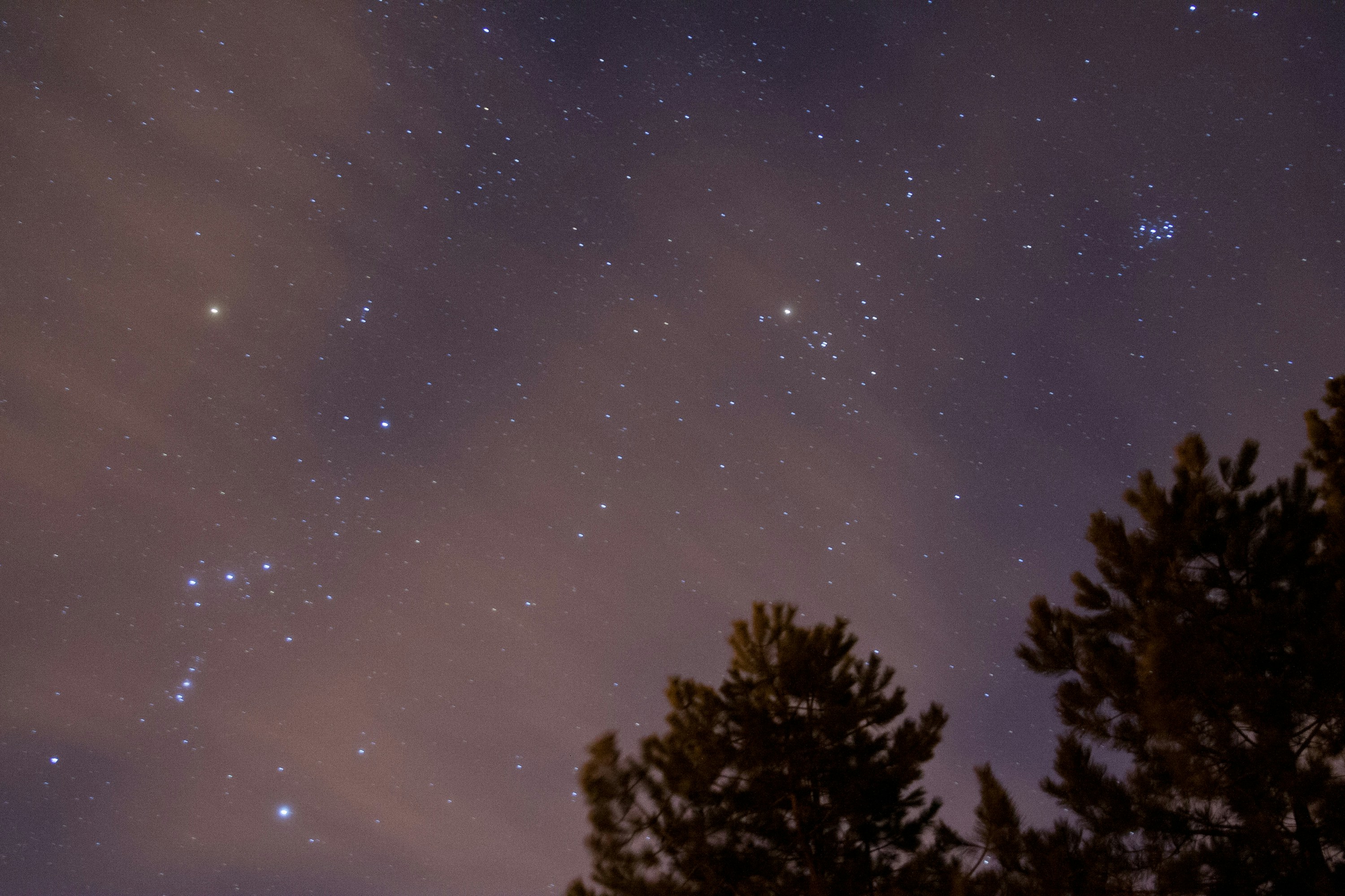 Starry Night Sky With Pine Tops