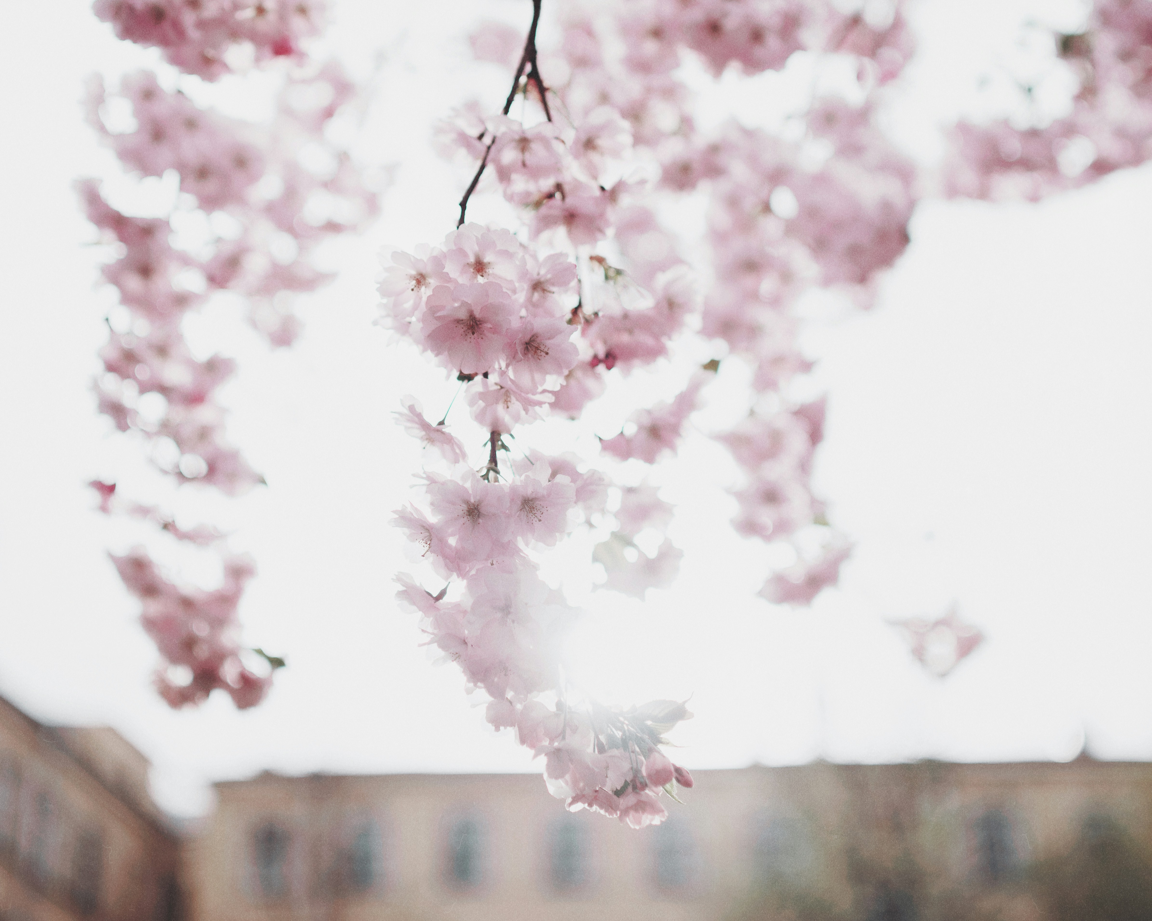 Hanging Pink Cherry Blossom Branch