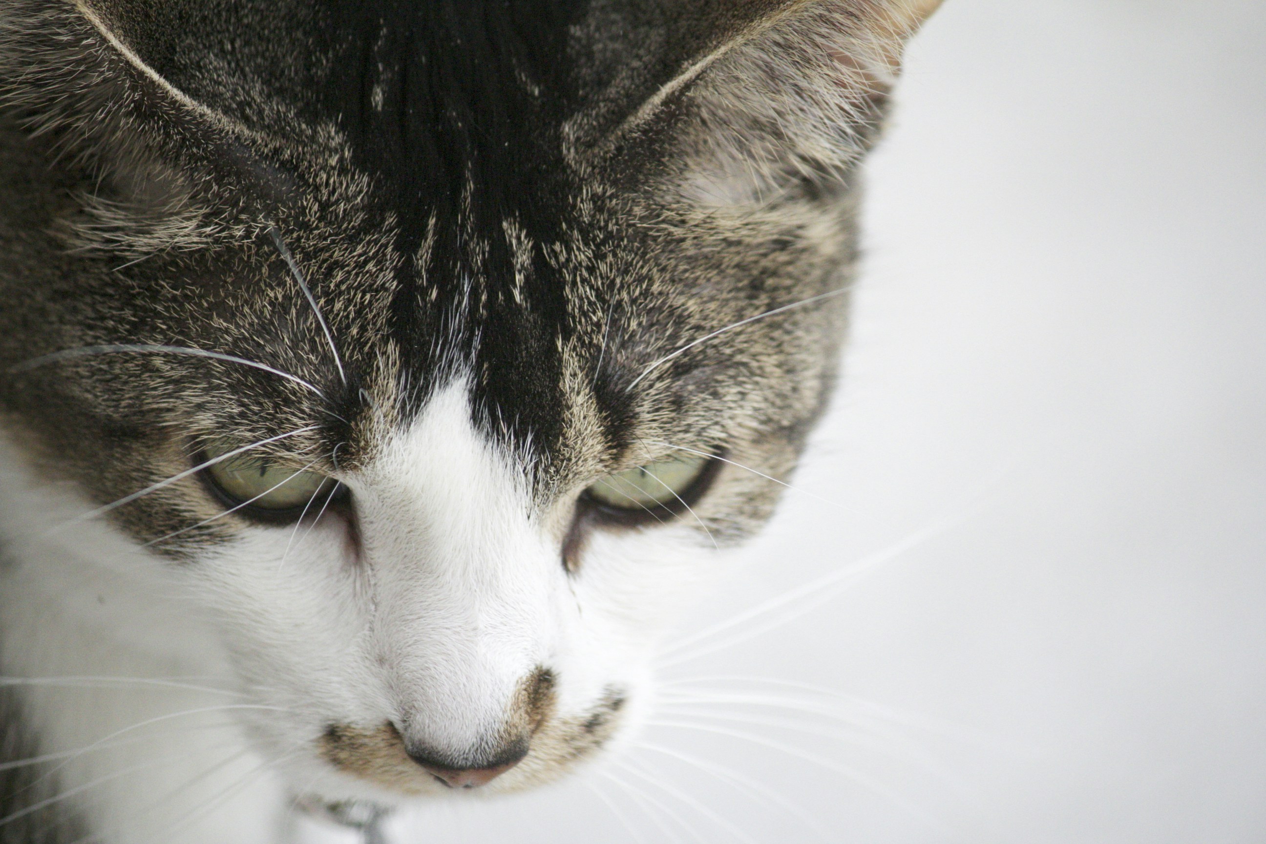 Close-up of Tabby Cat Face