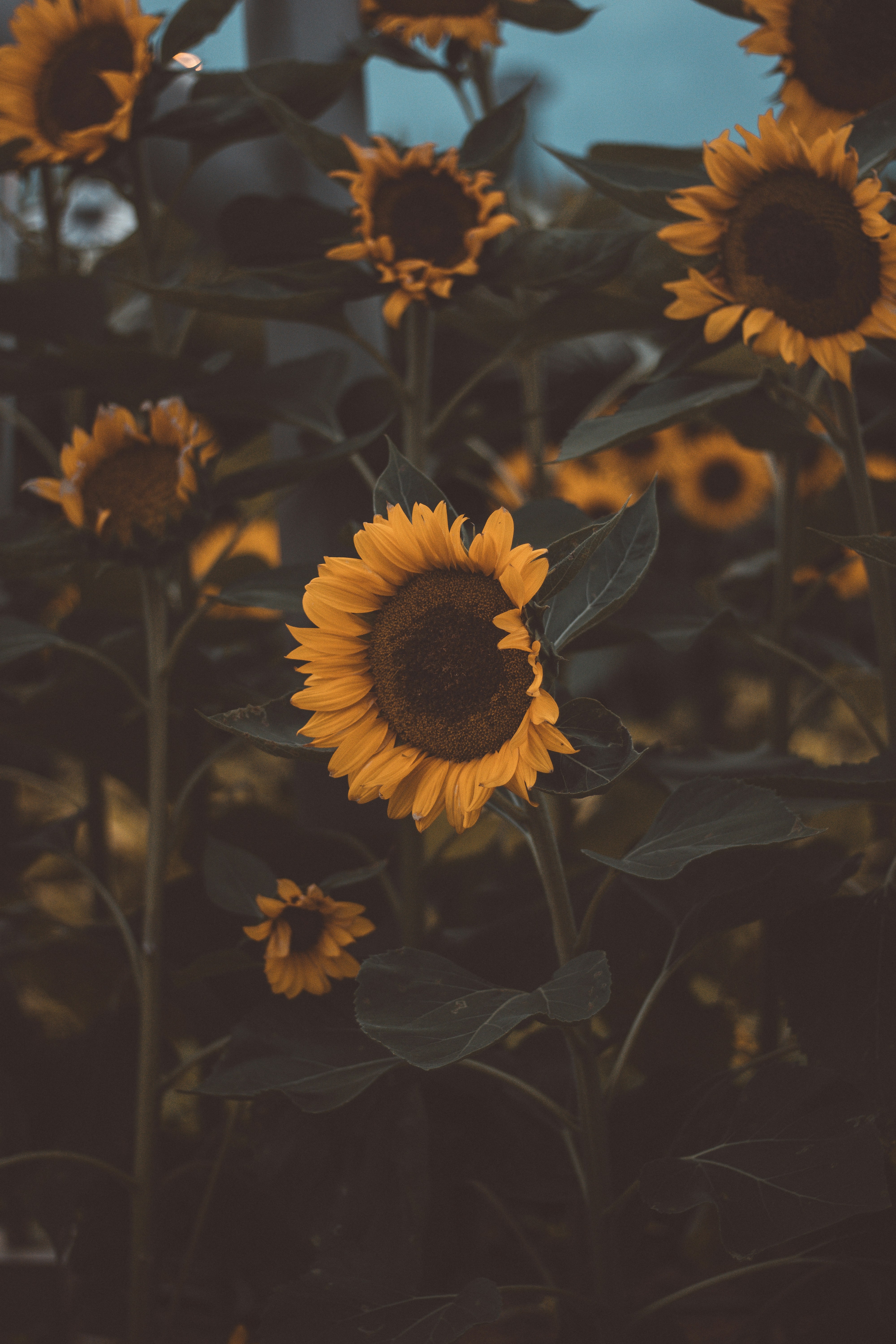 Dense Sunflower Field
