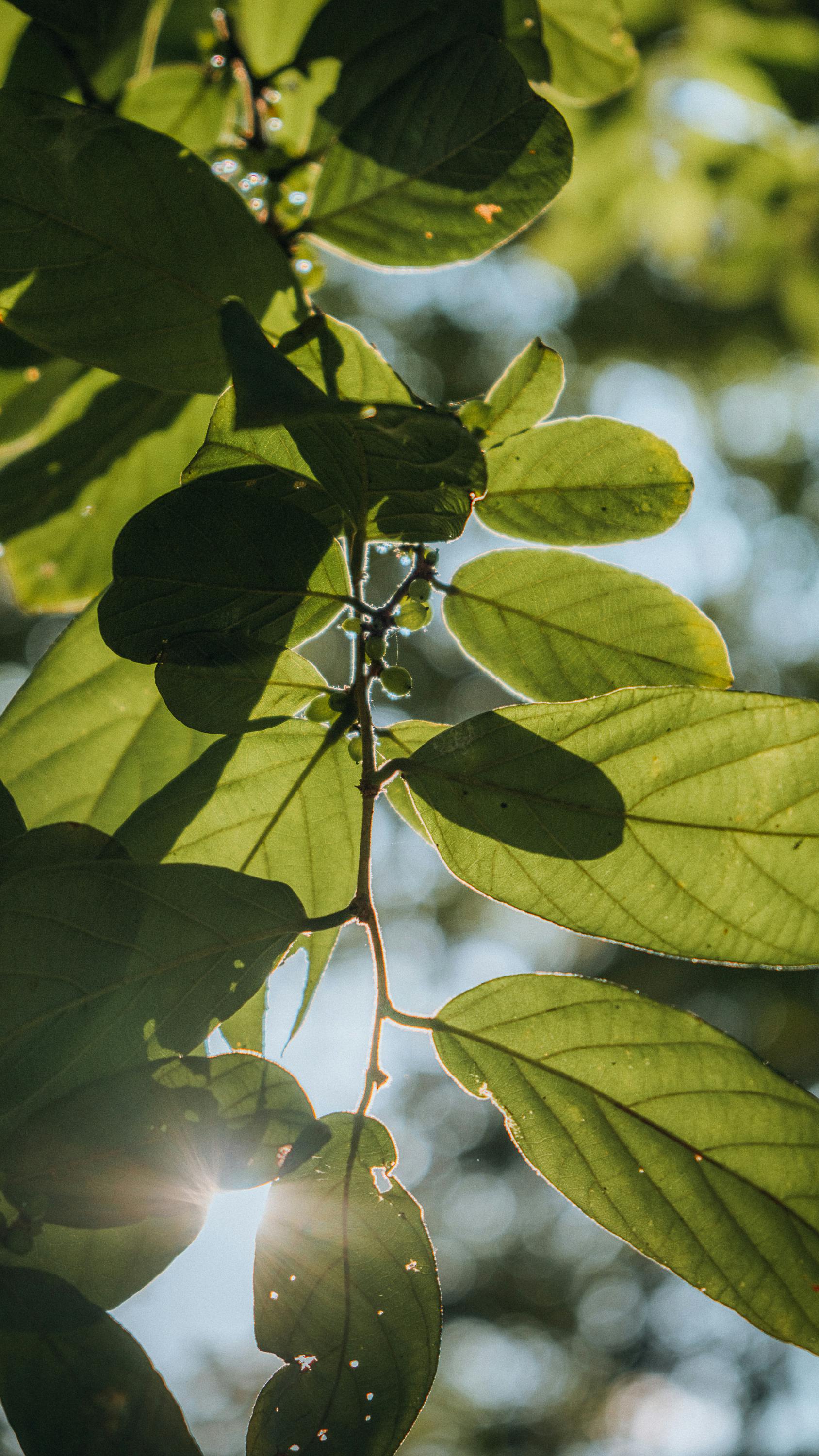 Sunlit Tree Leaves Against Sky