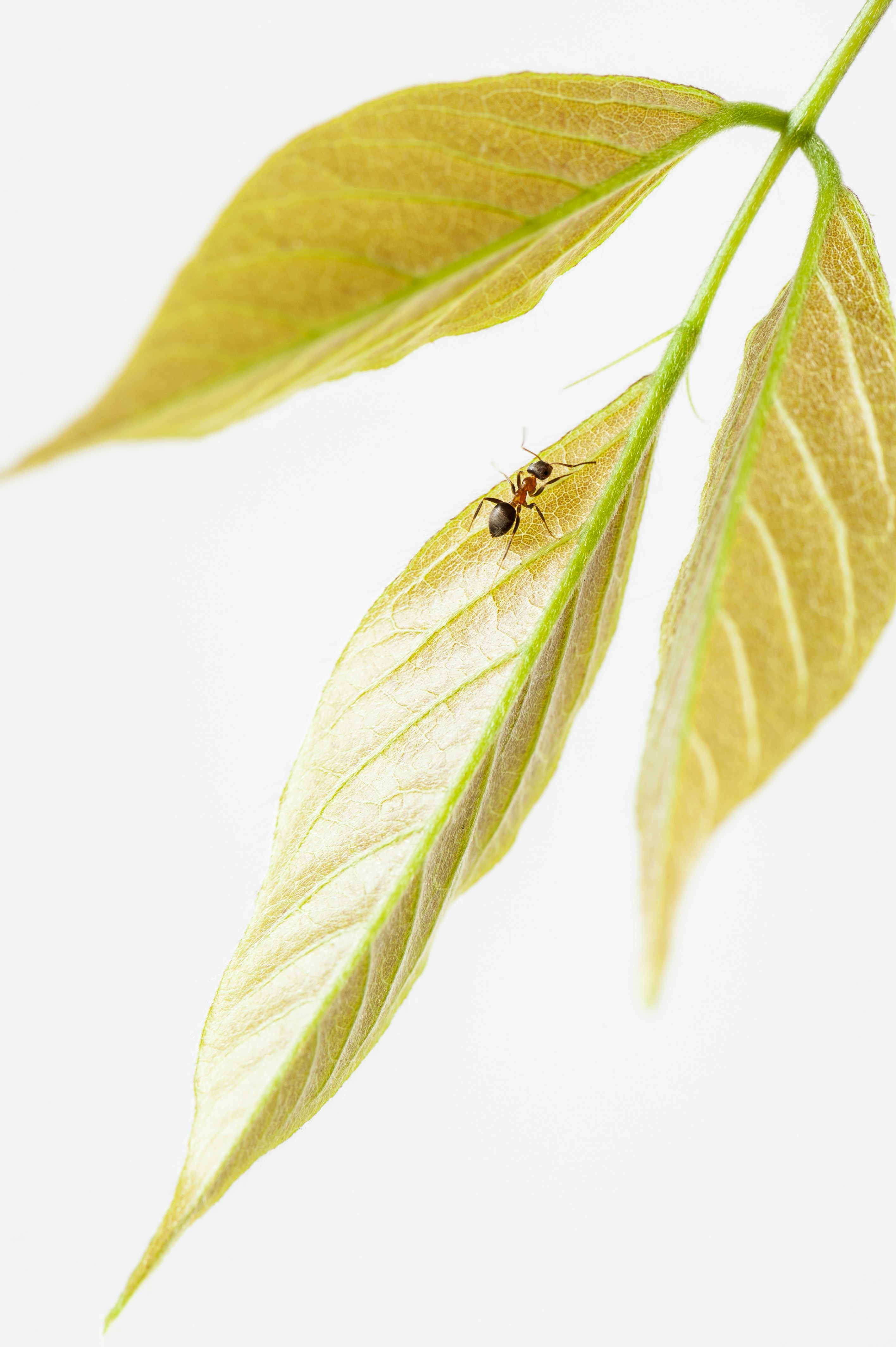 Ant on Yellow Leaves