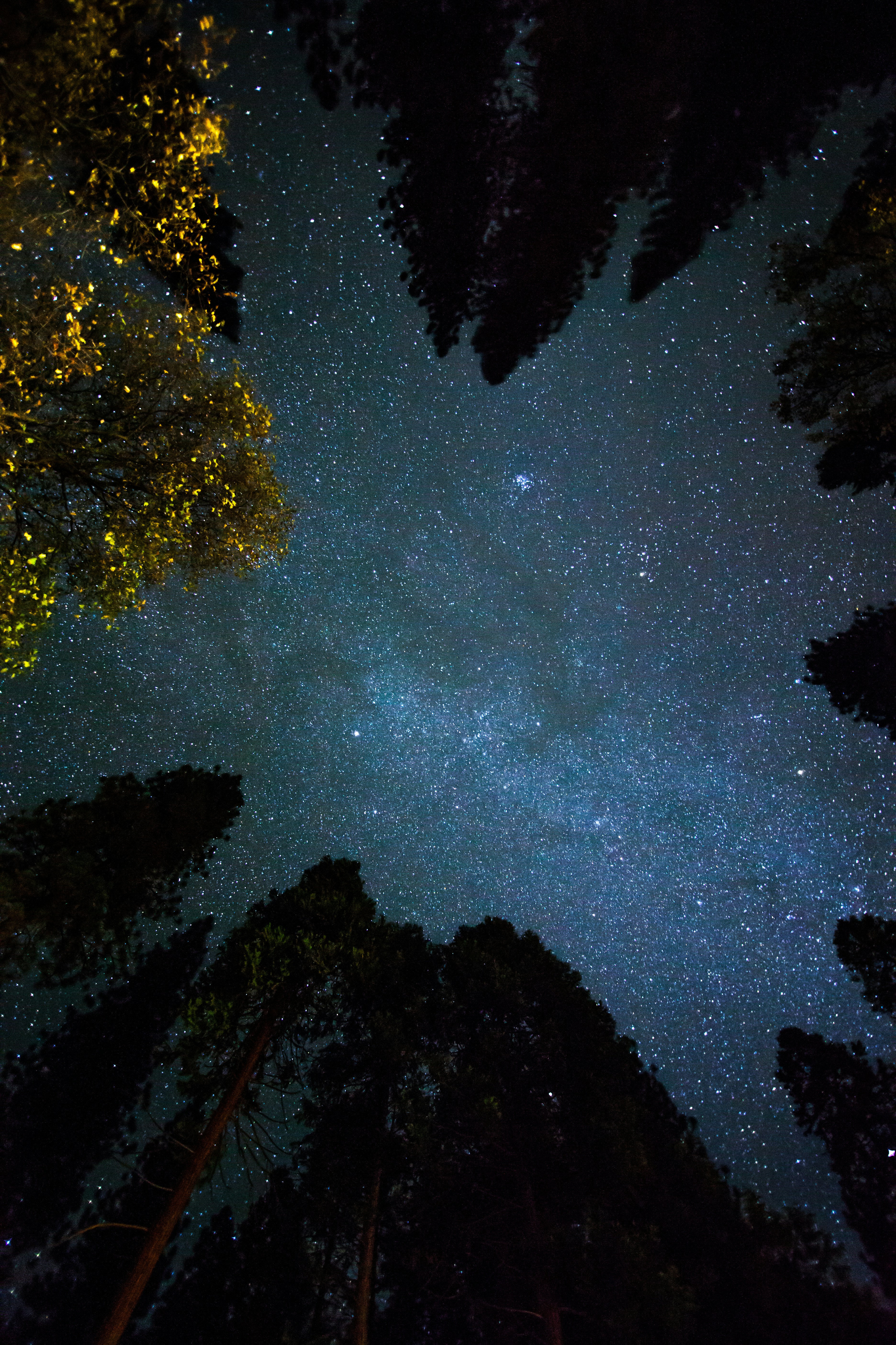 Starry Night Above Forest