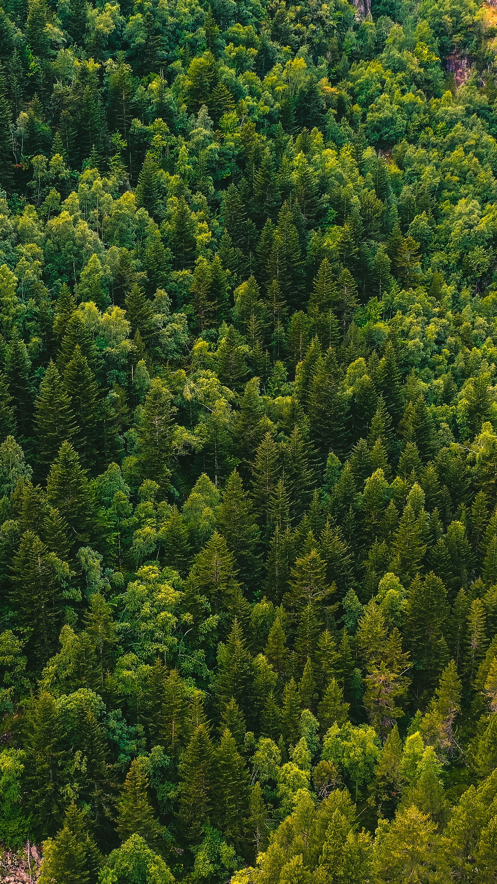 Wallpapers