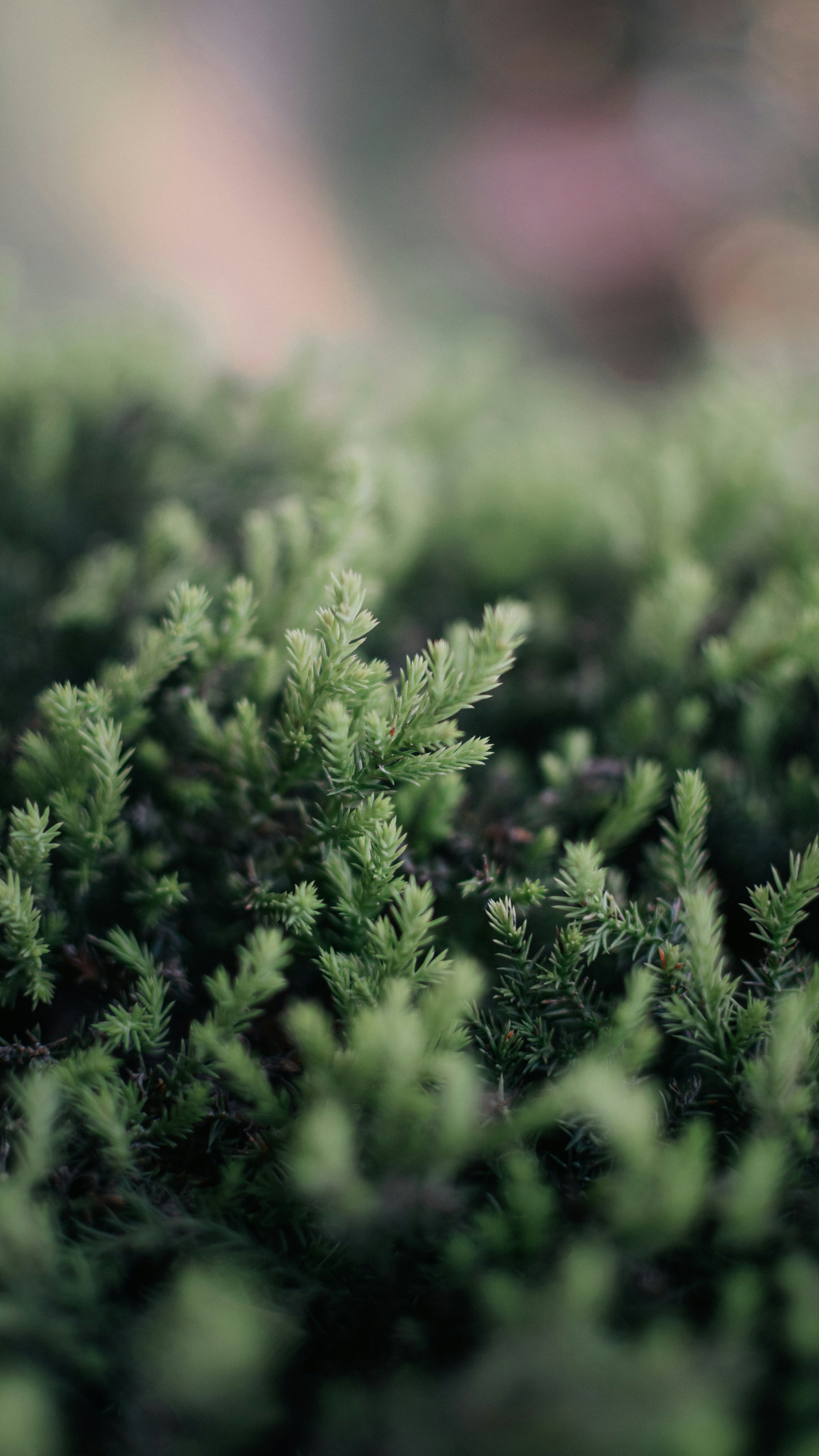 Close-up of Dense Green Evergreen Foliage