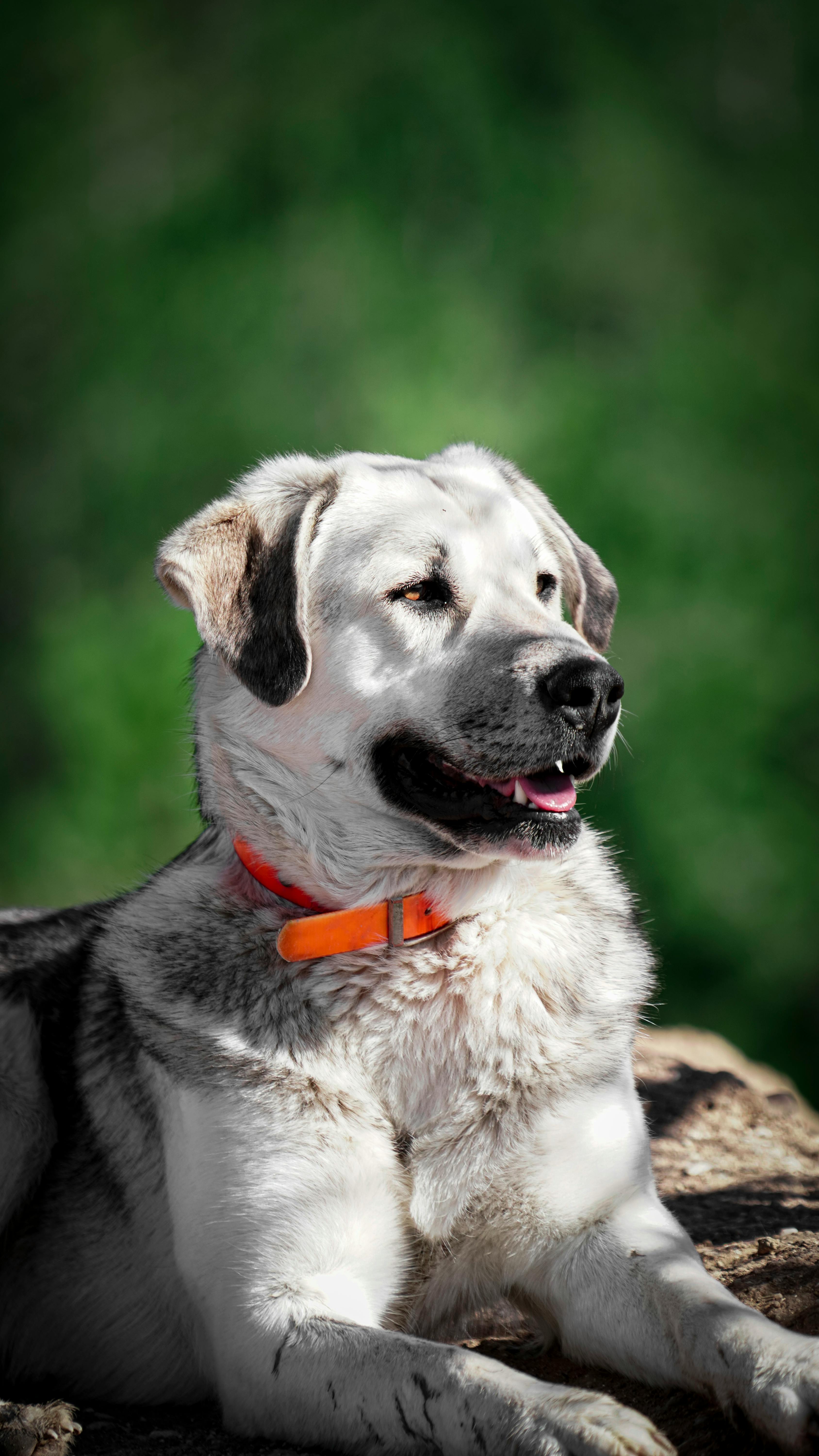 Light Colored Dog Lying Outdoors
