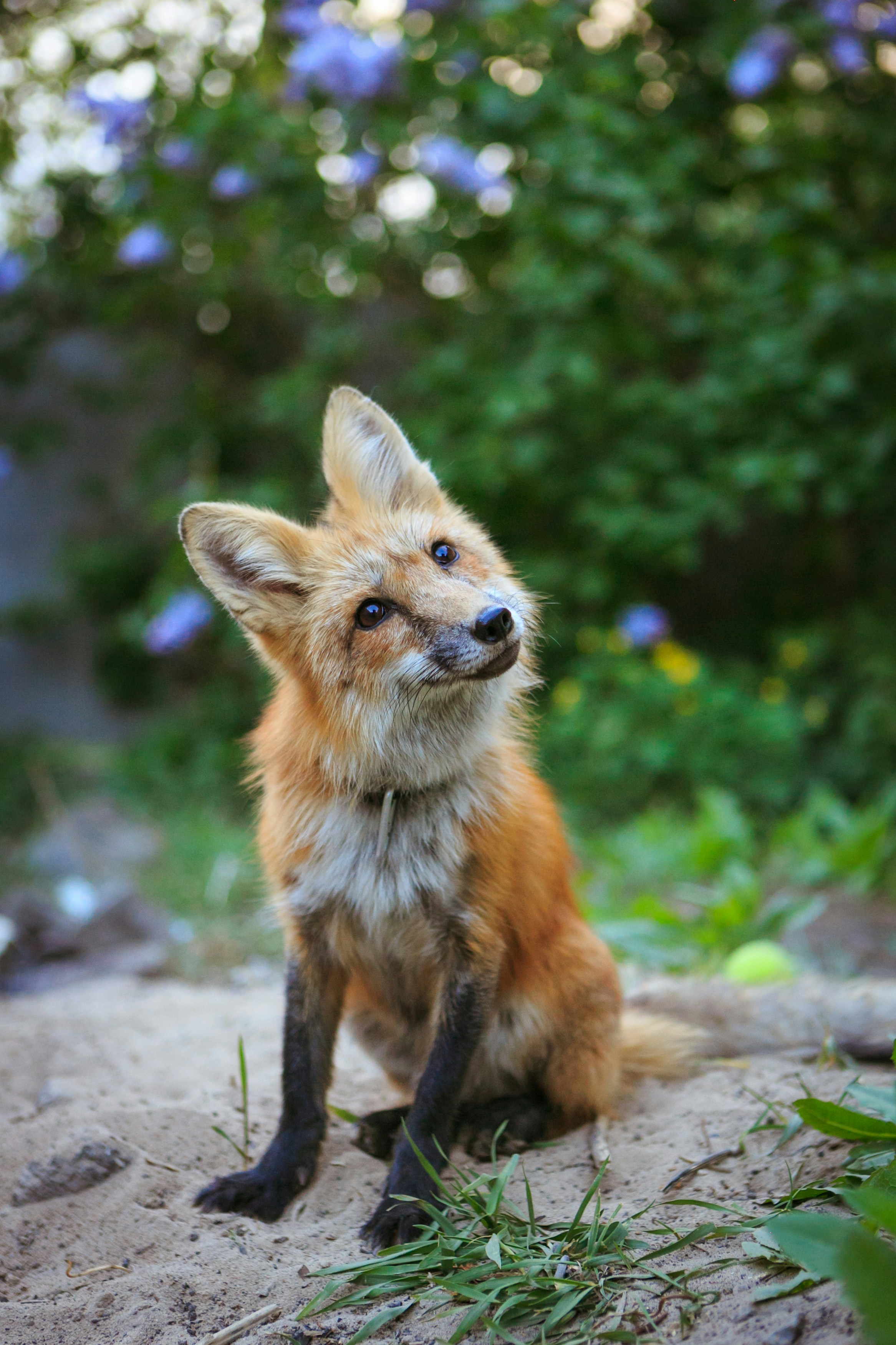Curious Red Fox in Garden