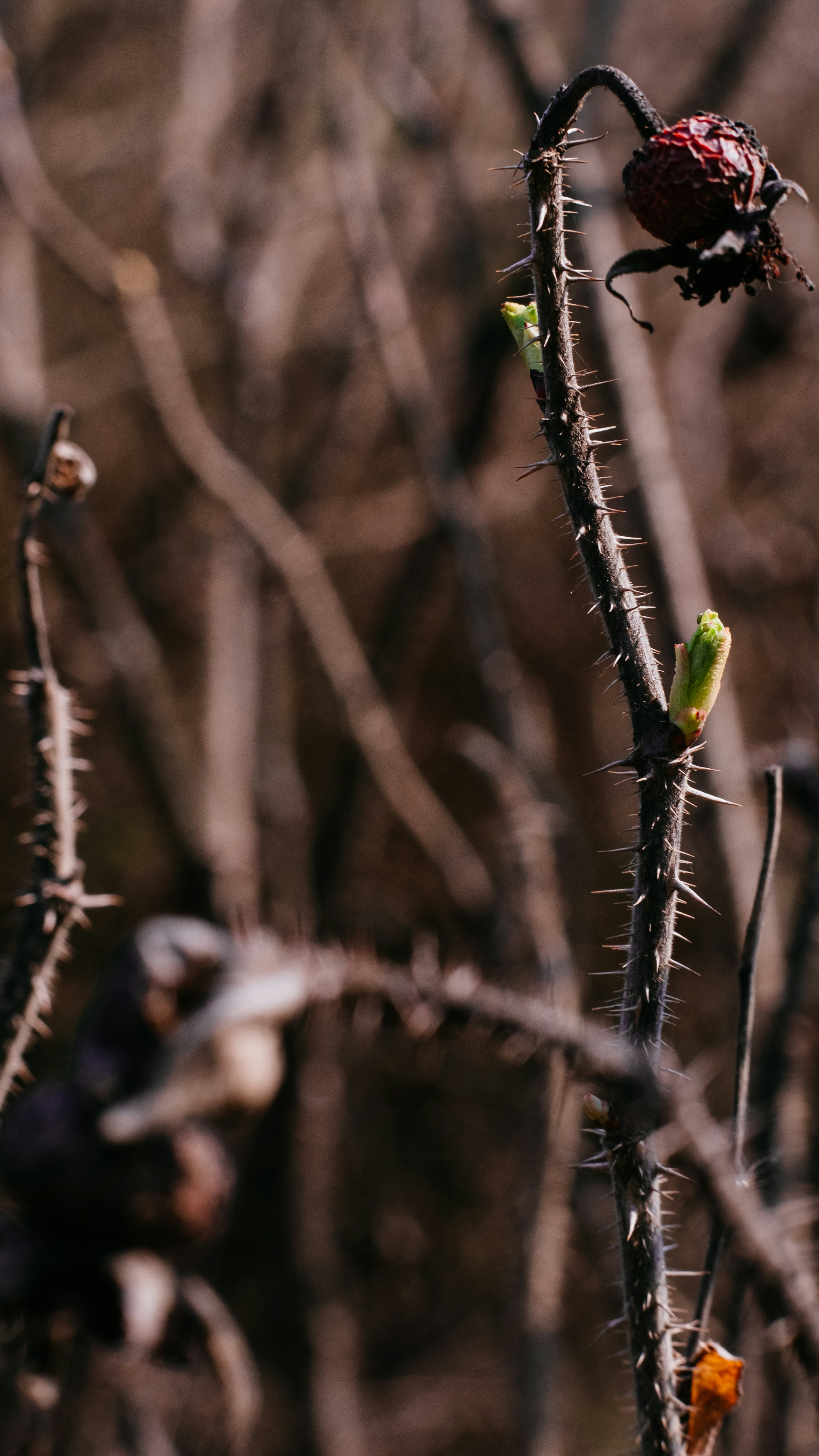 New Spring Buds on Thorny Bramble
