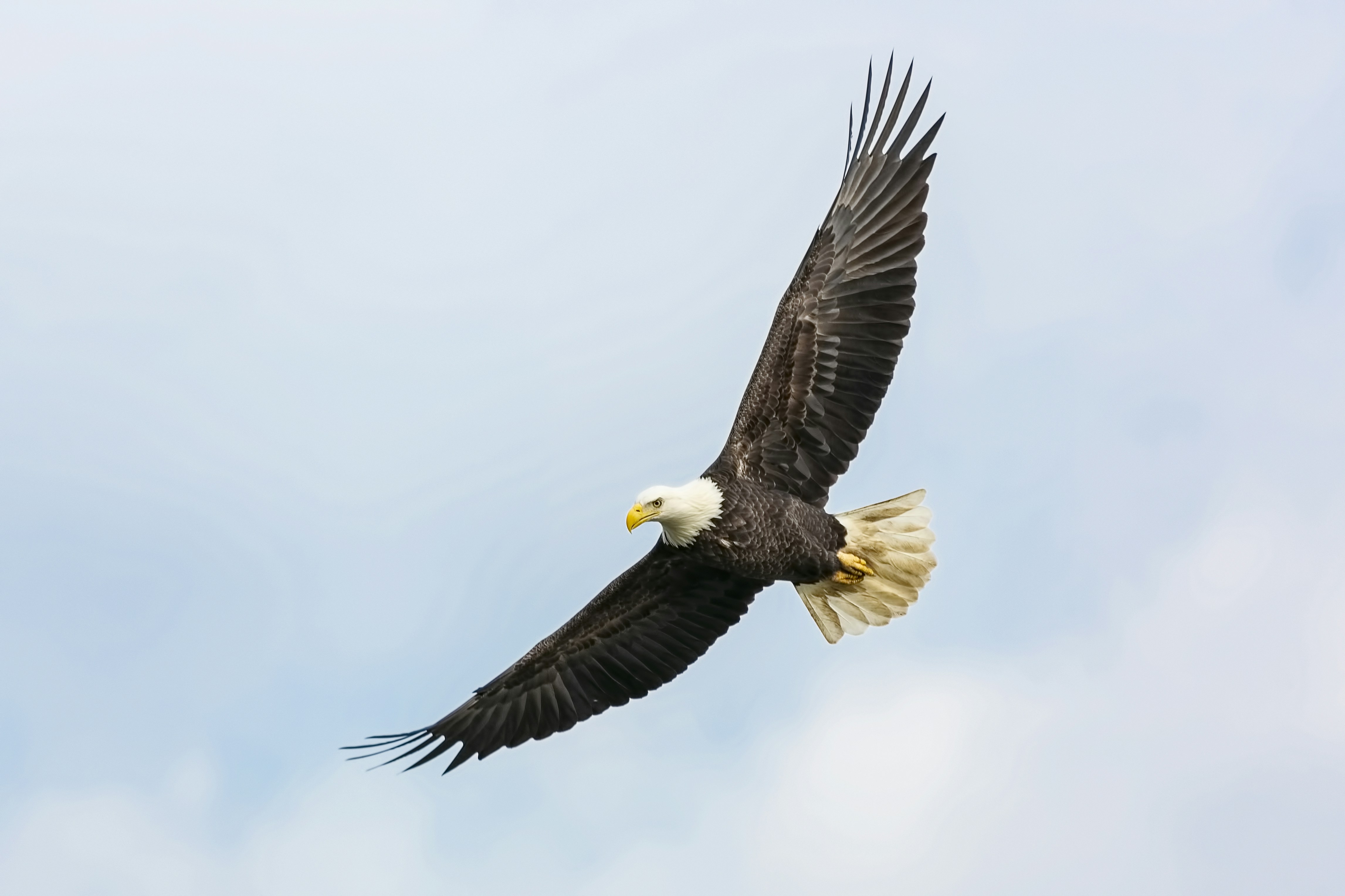 Bald Eagle Soaring In Sky