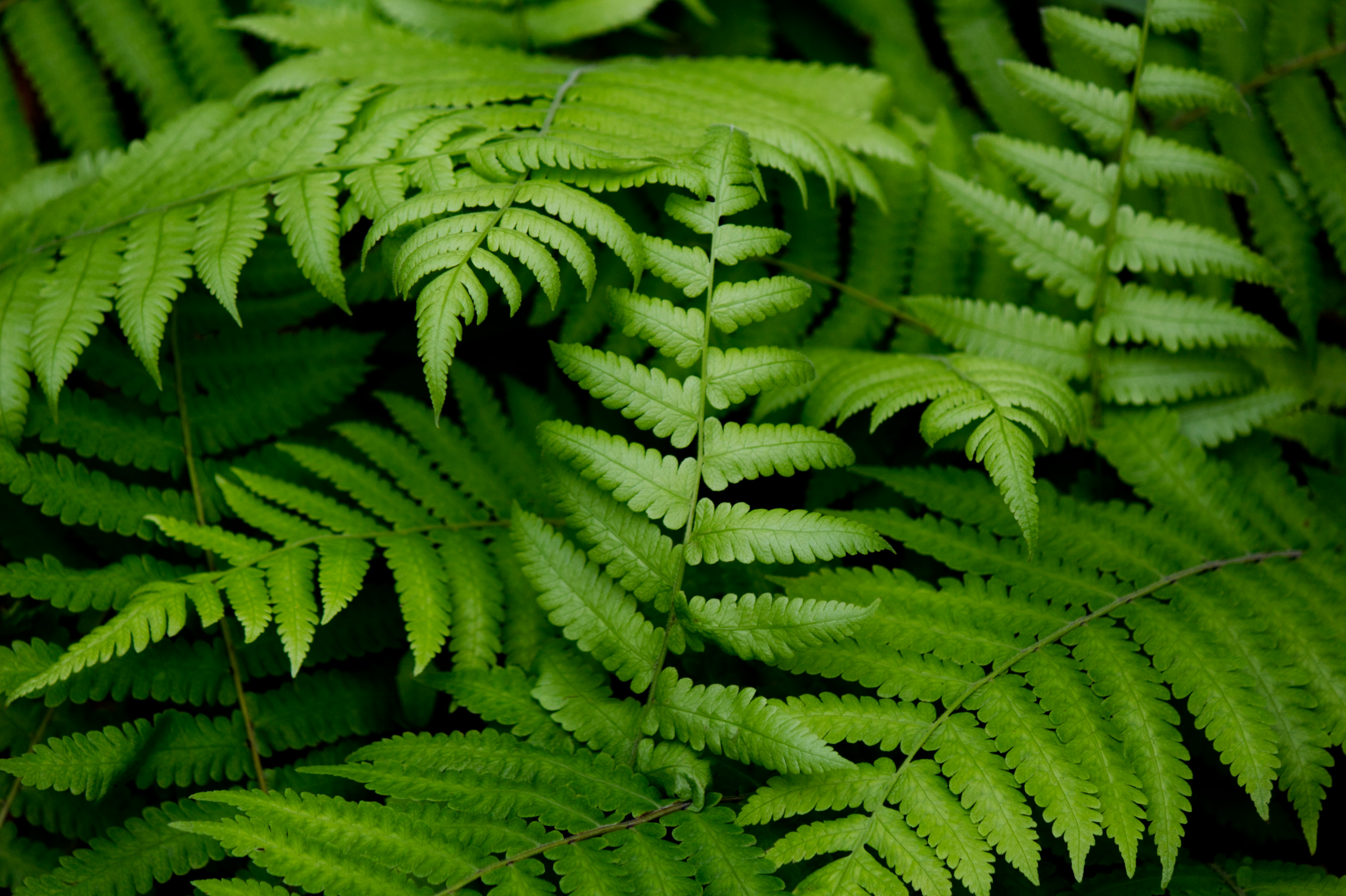 Lush Green Fern Fronds