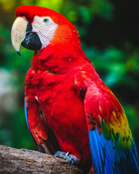 Scarlet Macaw on Tree Branch