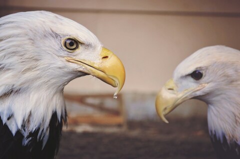 Two Bald Eagles Facing Each Other
