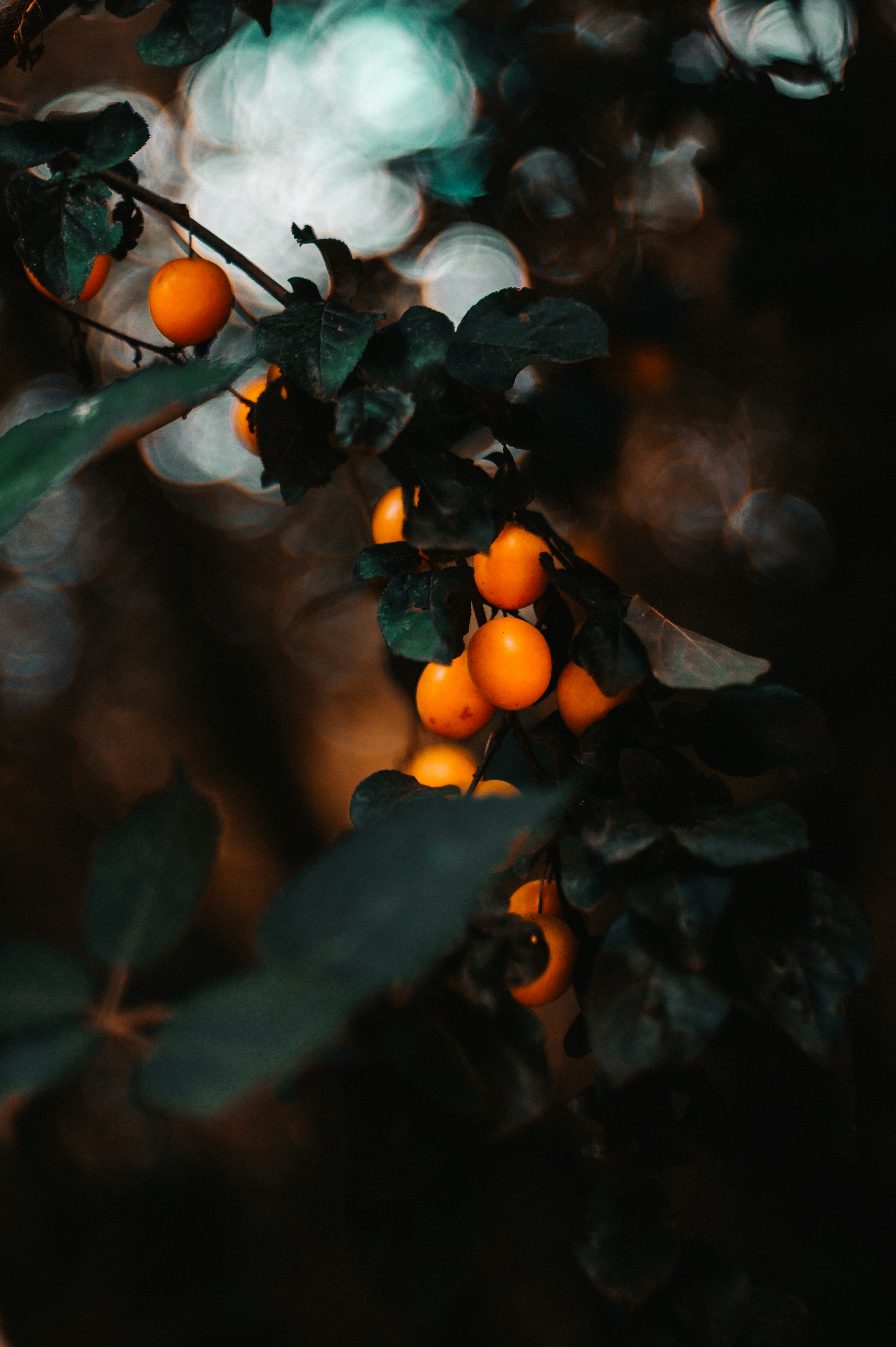 Orange Fruits on Tree Branch — Phone Wallpapers