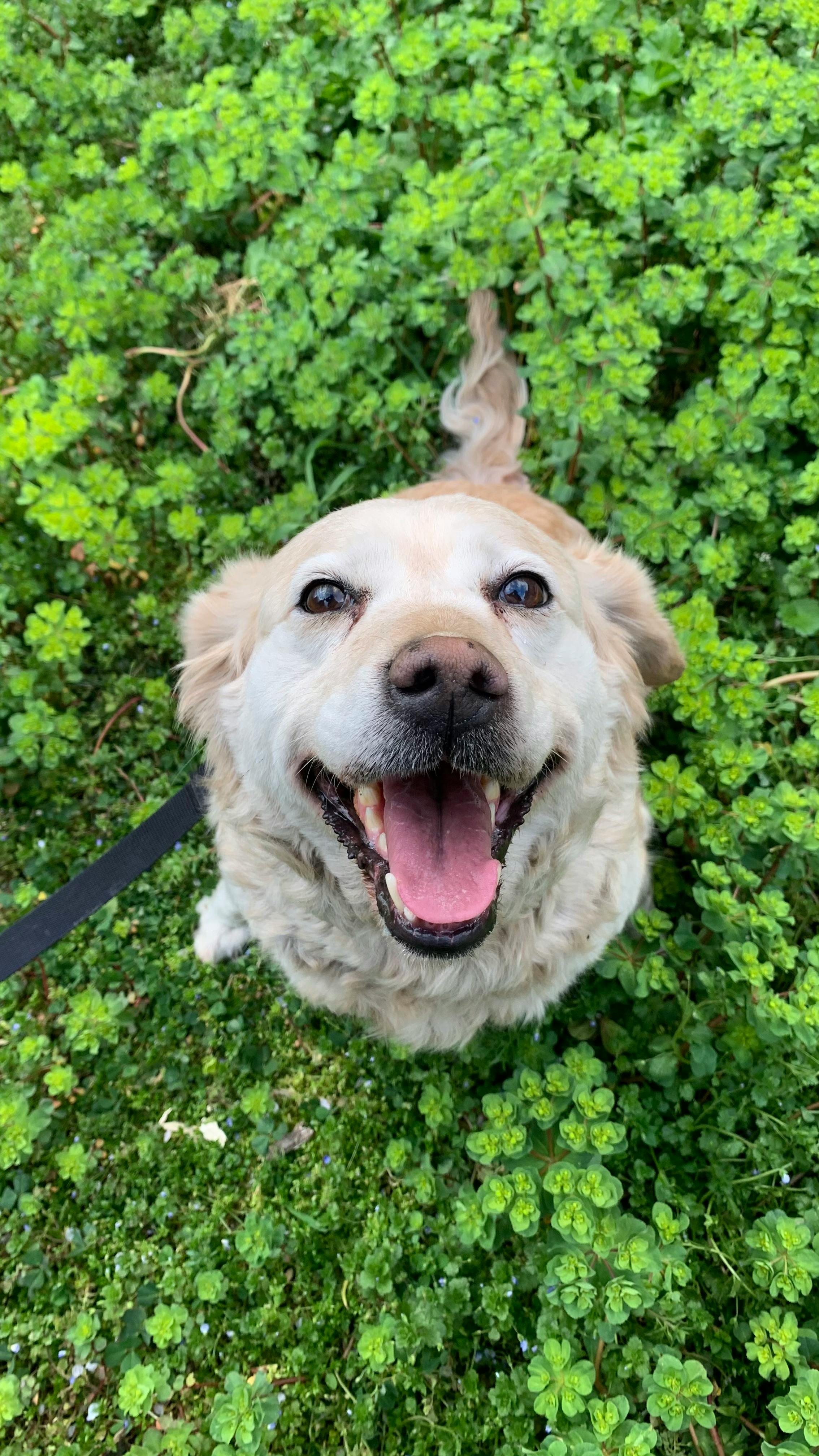 Happy Golden Retriever on Grass