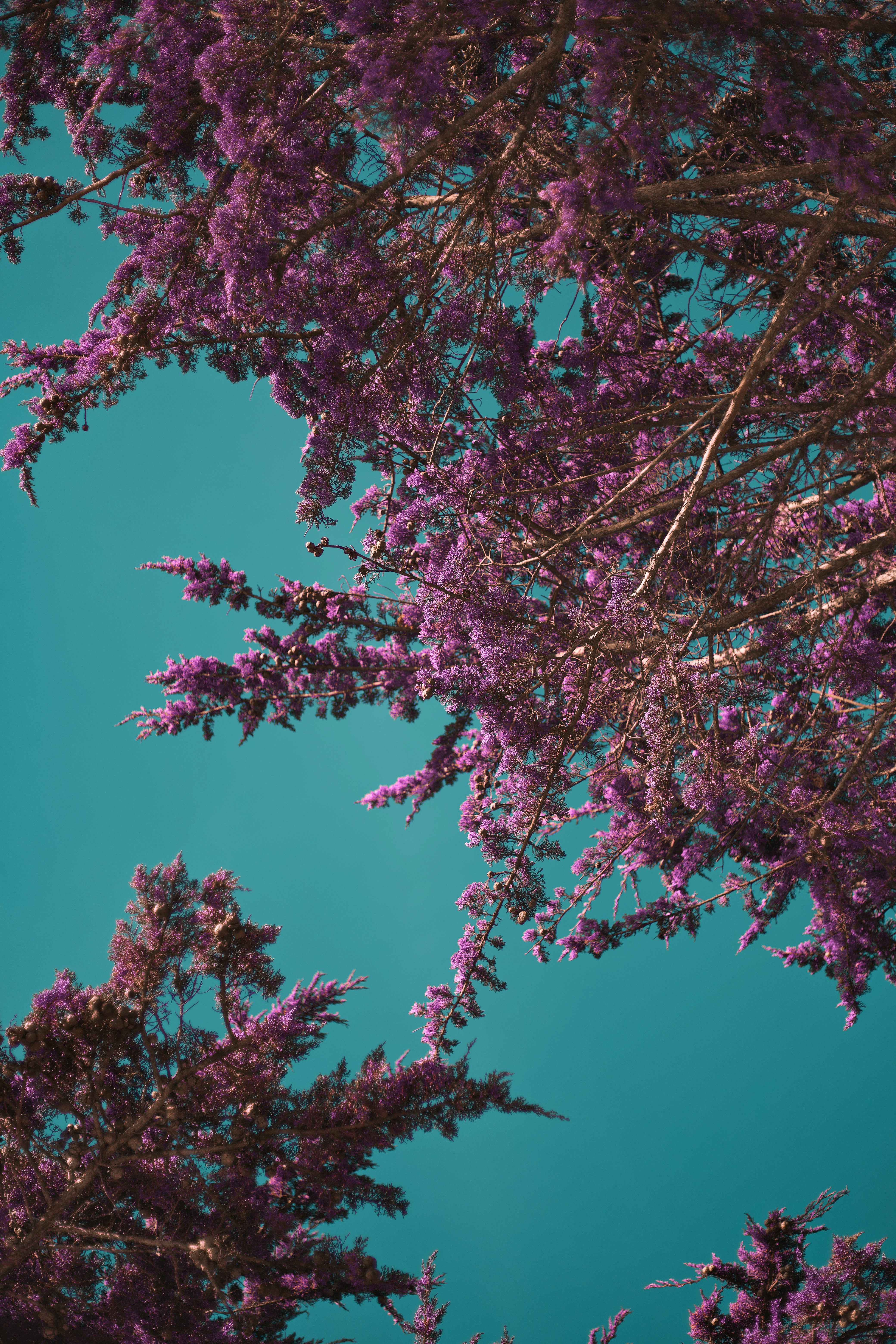 Purple Tree Canopy Against Teal Sky