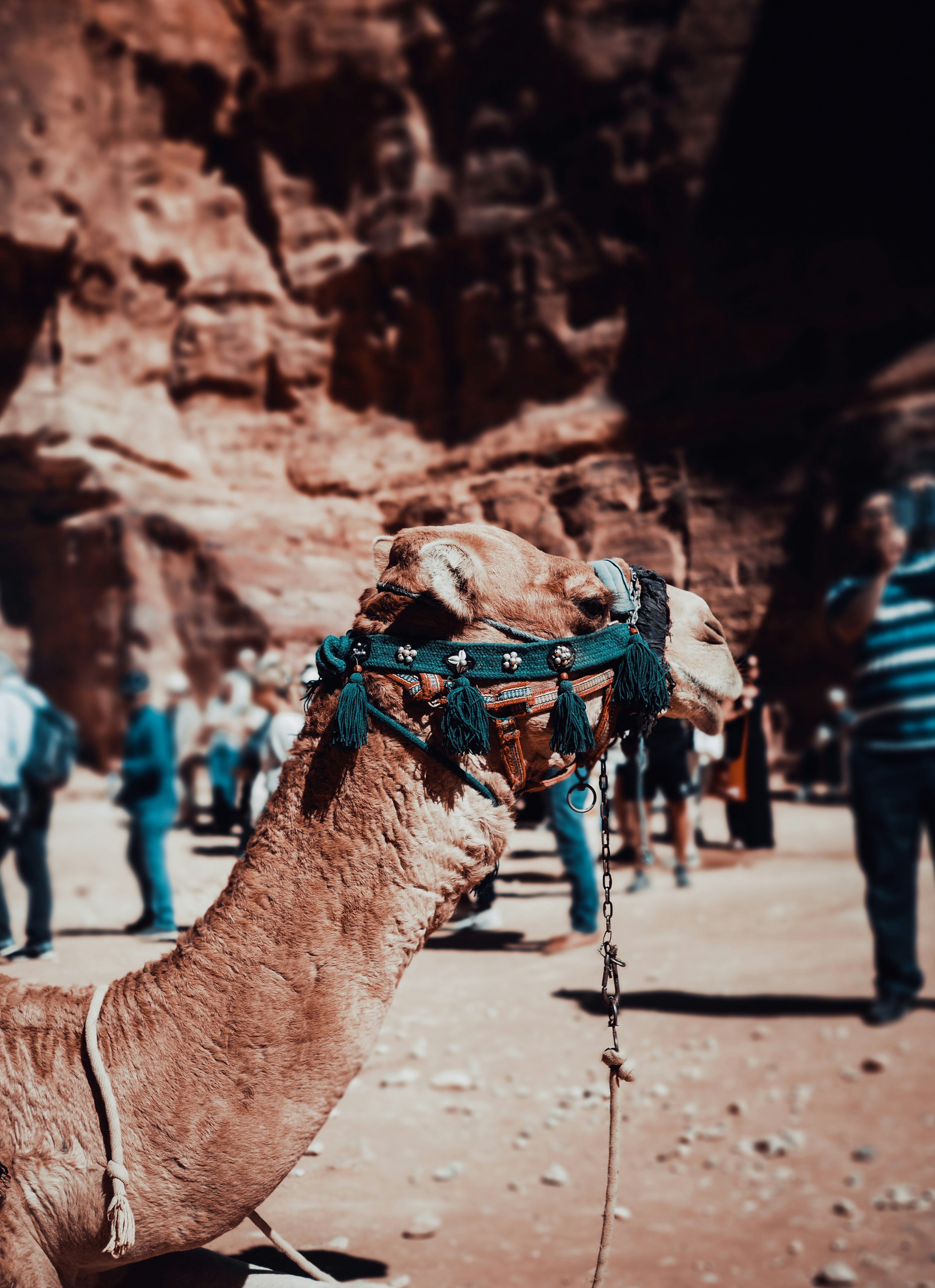 Decorated Camel in Red Rock Canyon