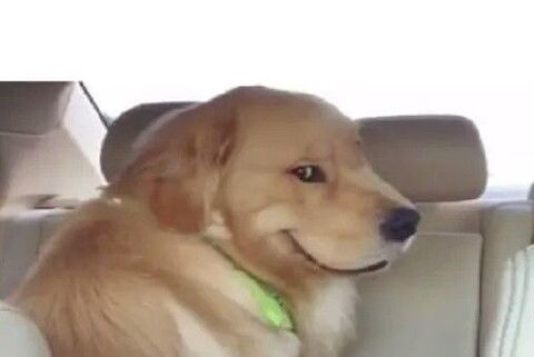 Golden Retriever Sitting In Car