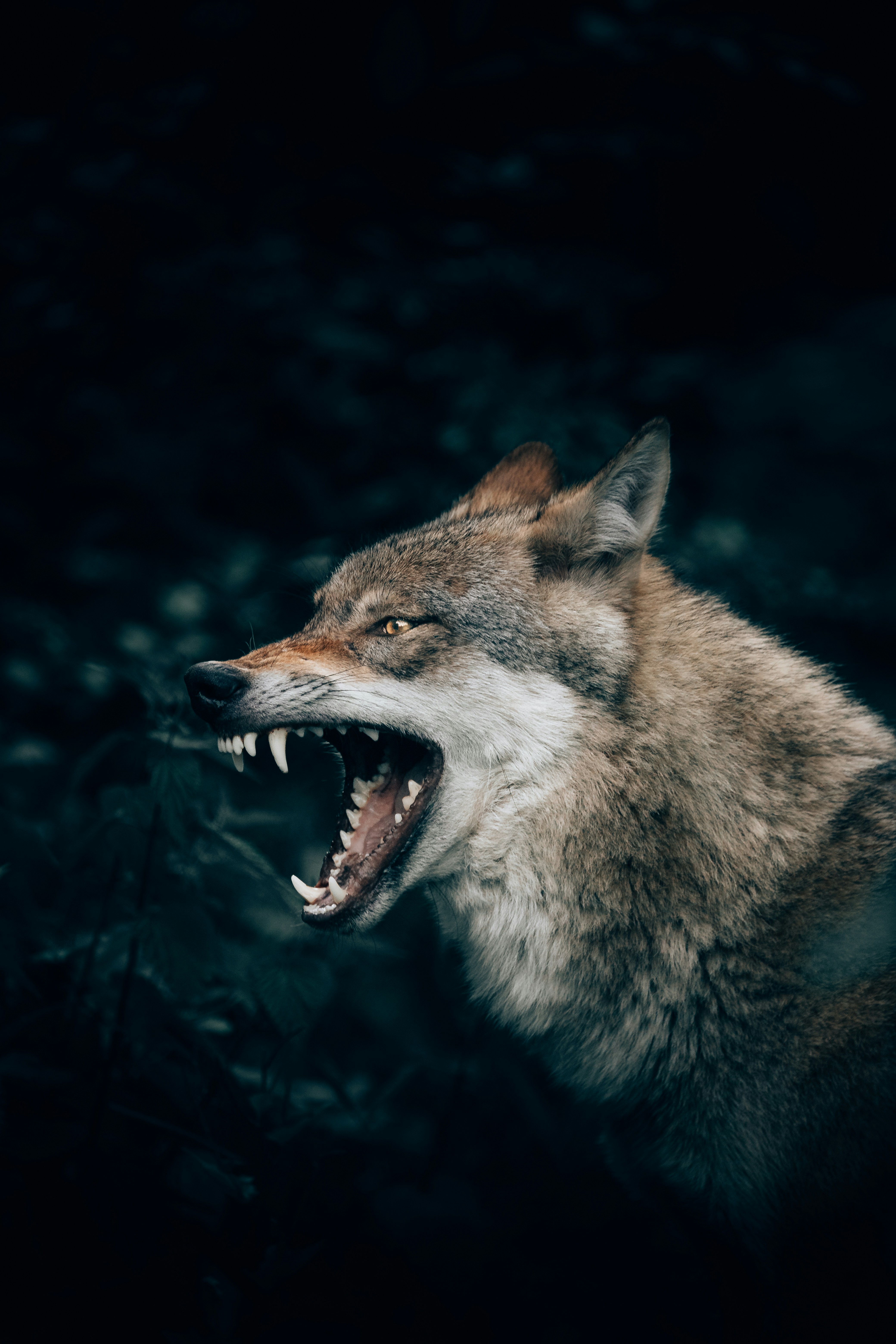Snarling Wolf Close-Up