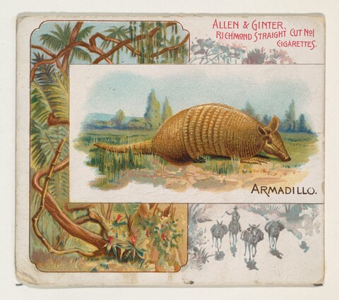 Vintage Armadillo Cigarette Card
