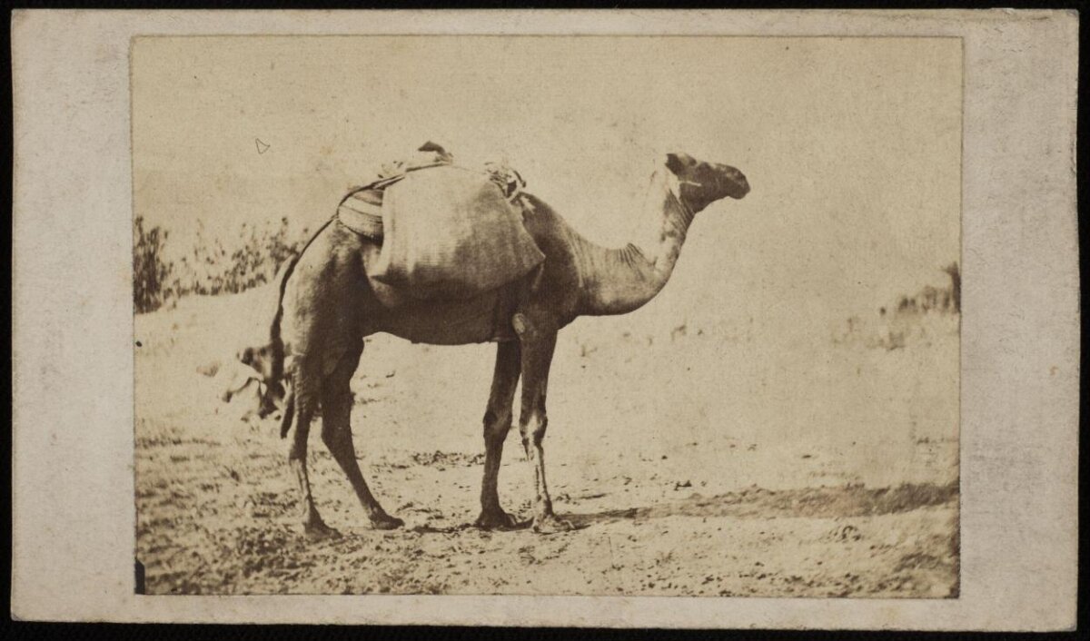 Vintage Photo of Loaded Camel — Animal Encyclopedia