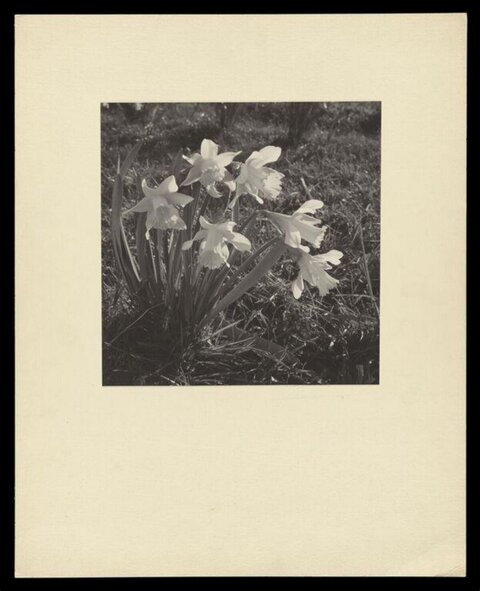 Black and White Daffodils in Grass