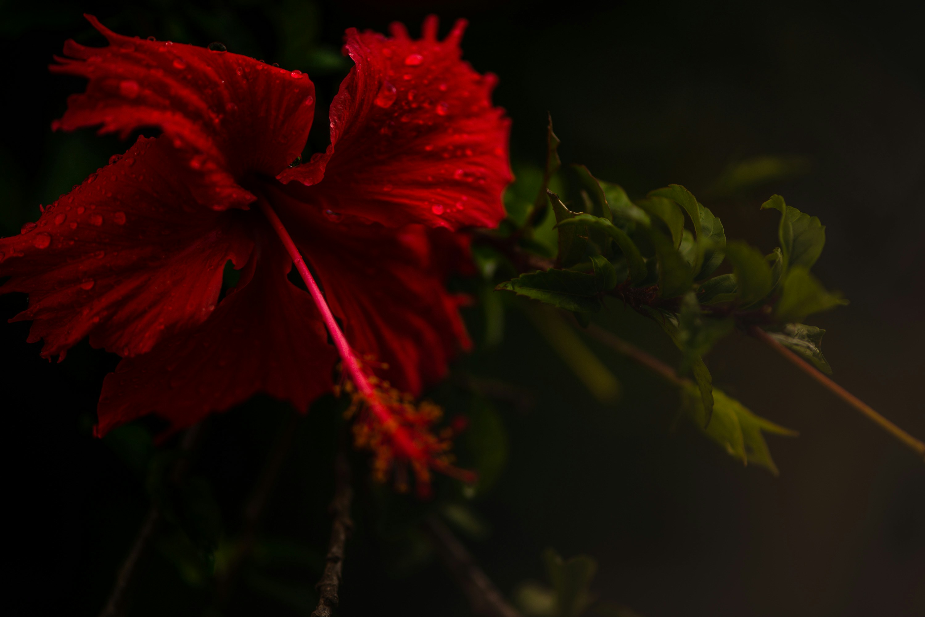 Red Hibiscus After Rain