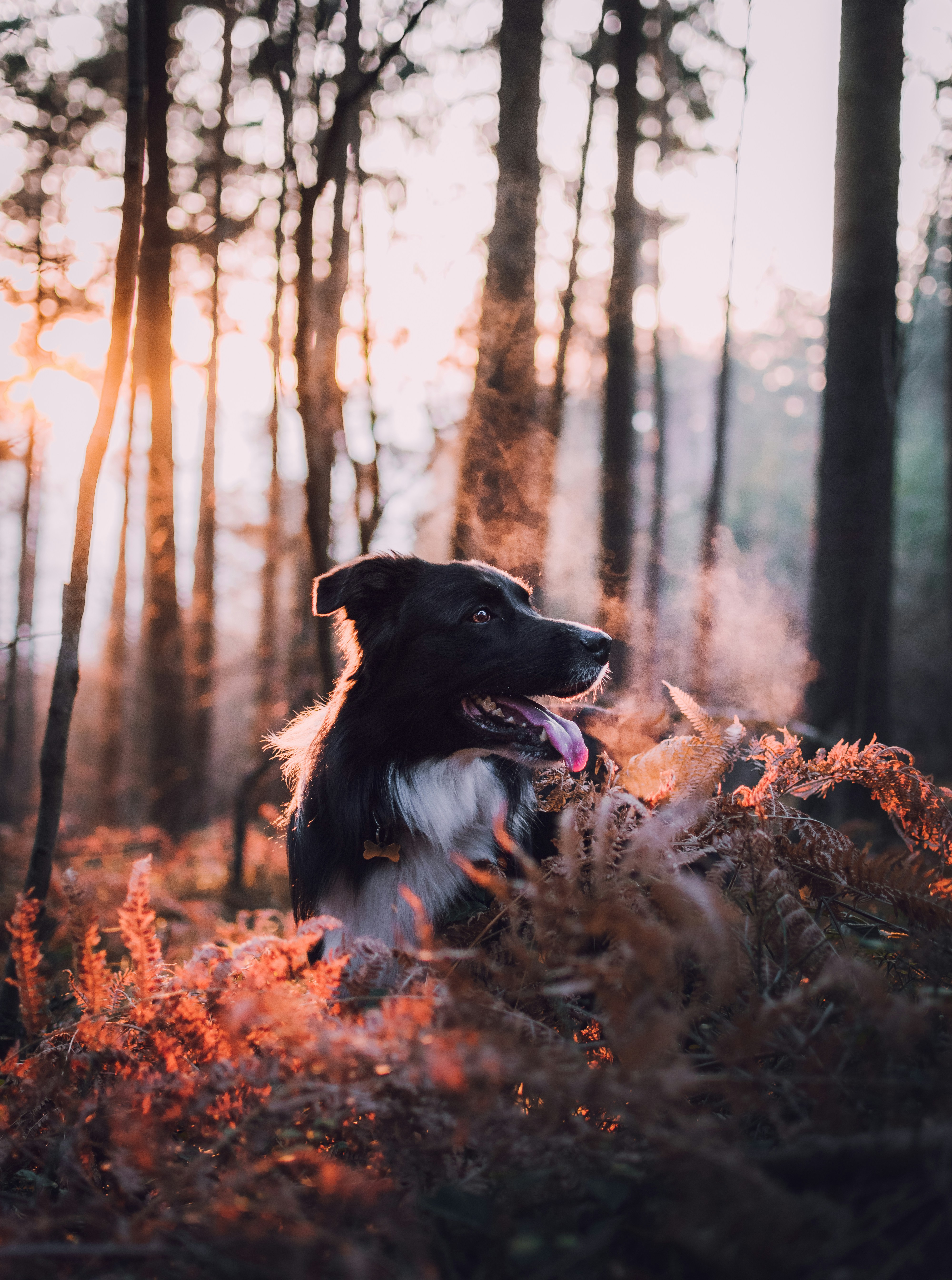 Black and White Dog in Sunset Forest