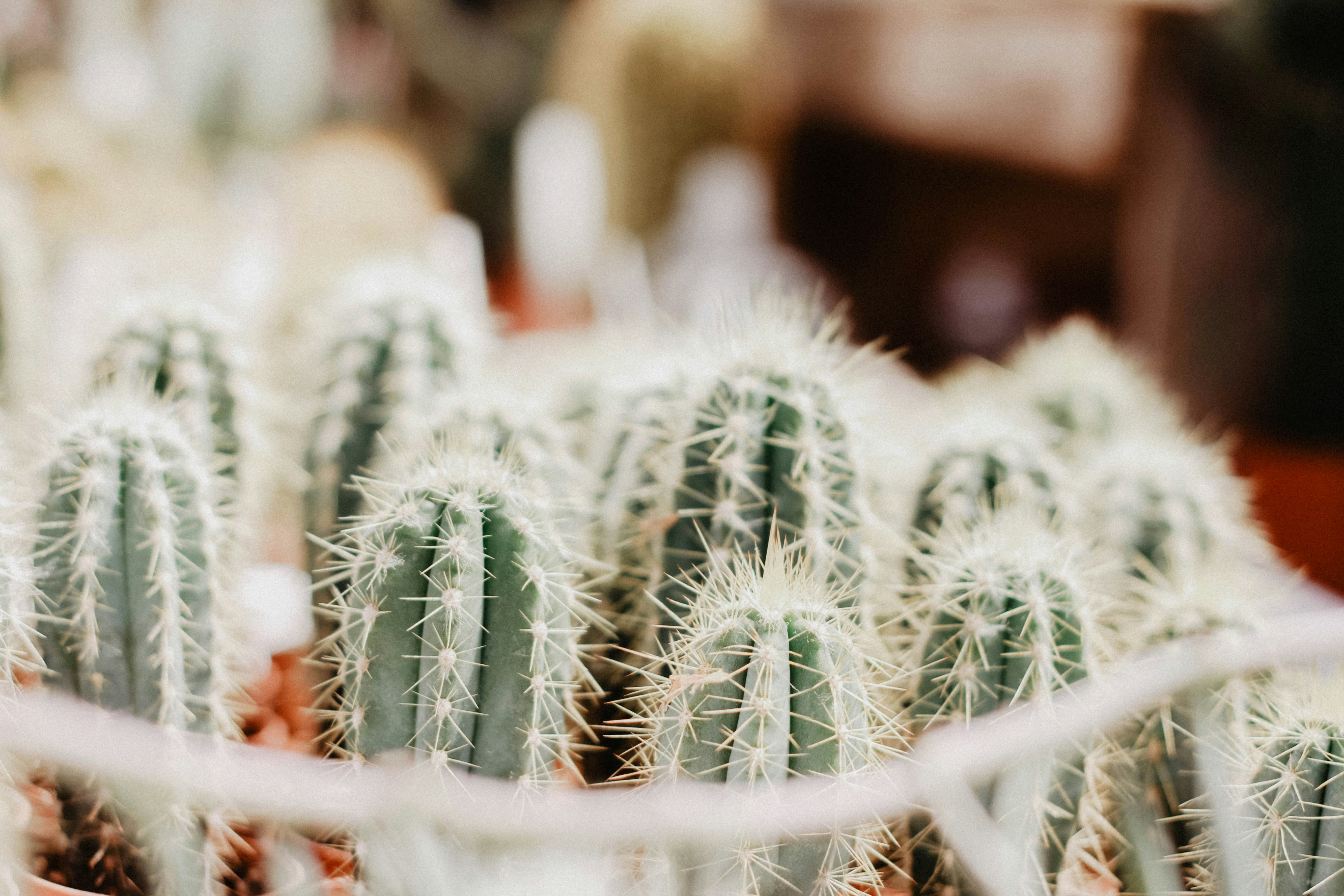 Group of Potted Young Cacti