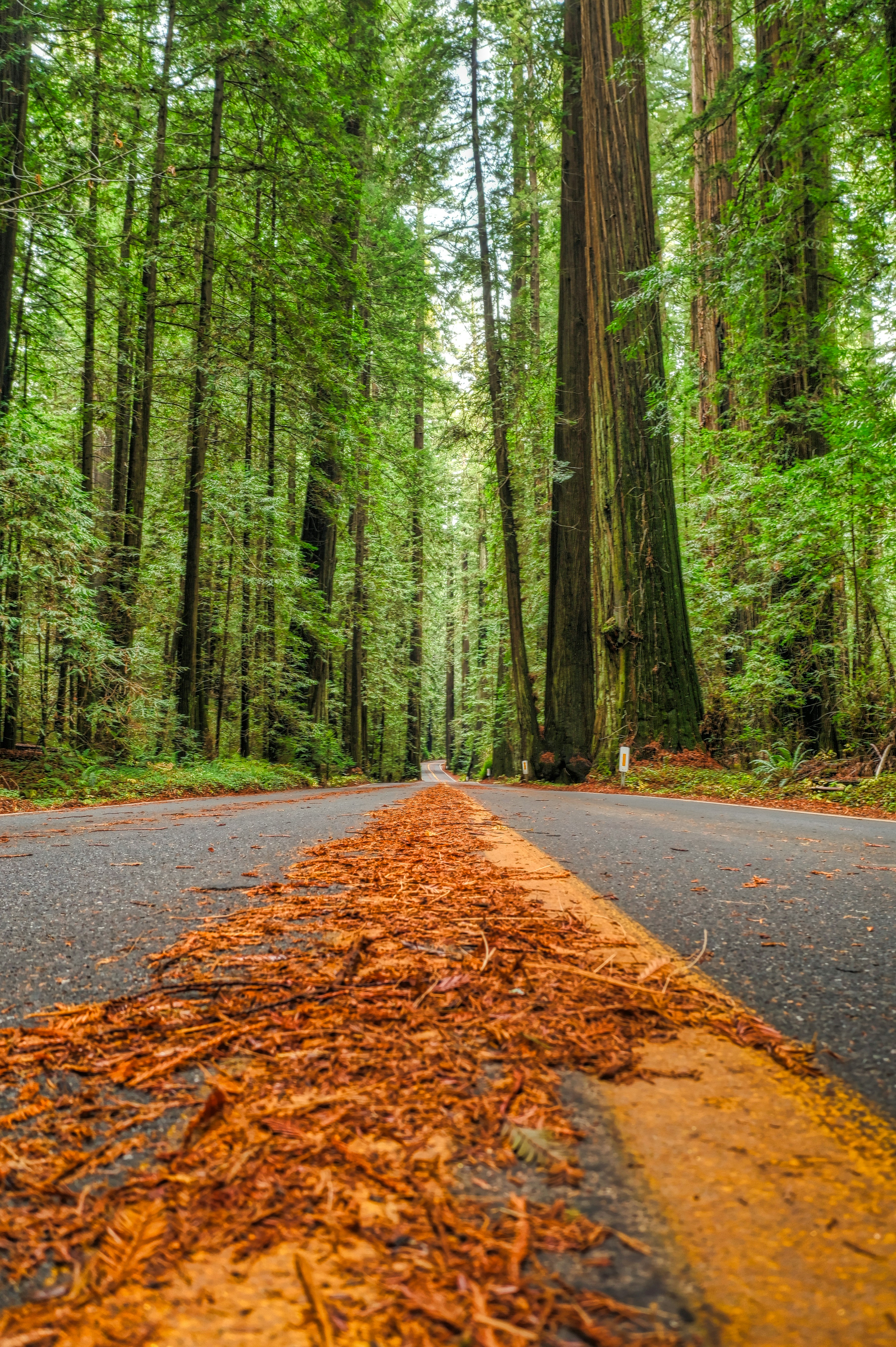 Road Through Giant Redwood Forest