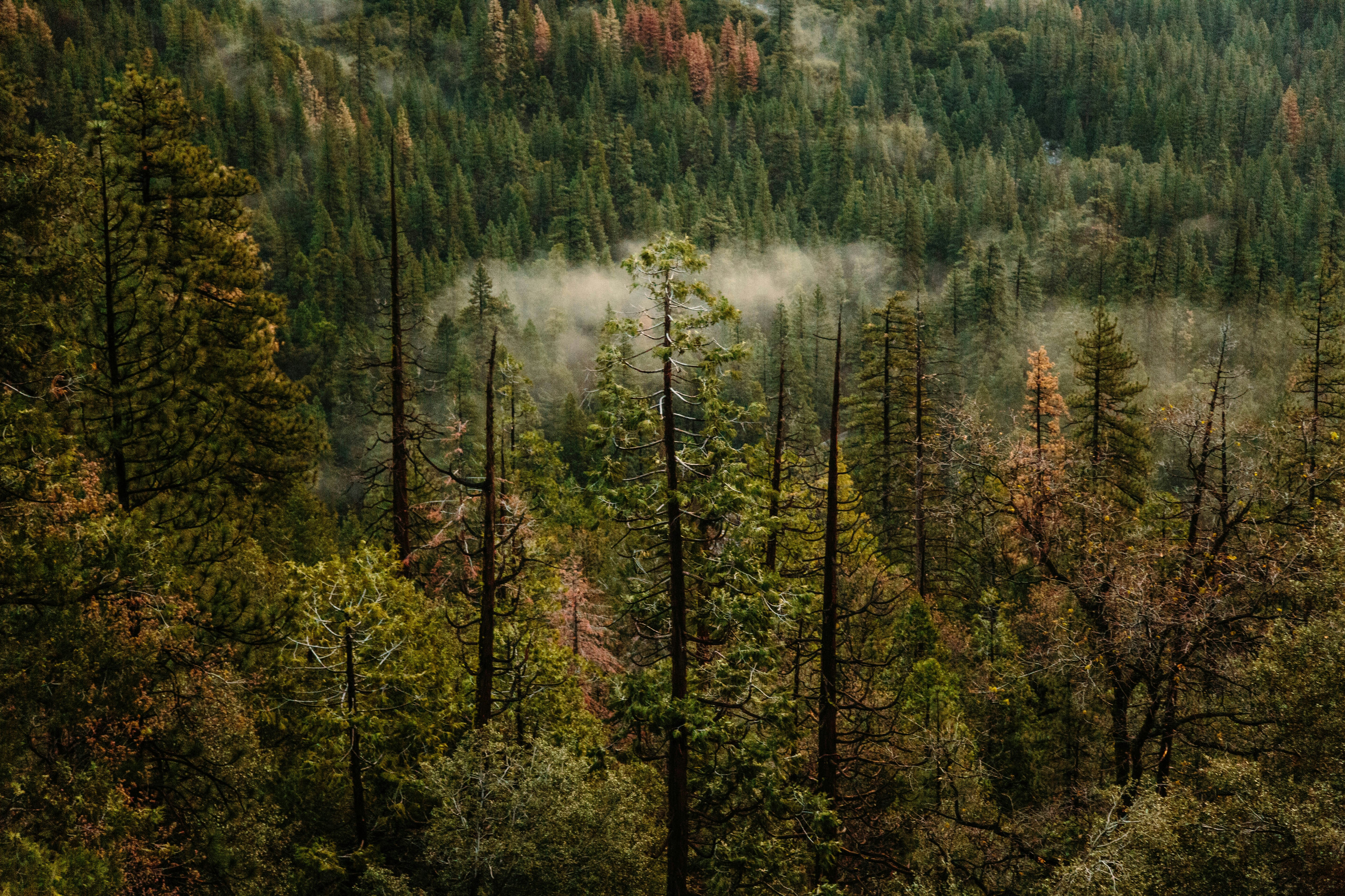 Misty Mountain Forest
