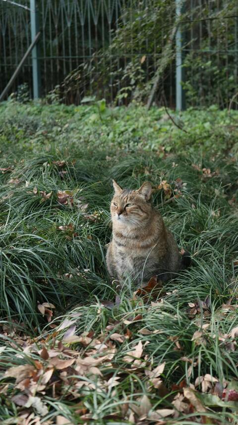 Brown Tabby Cat Resting in Grass