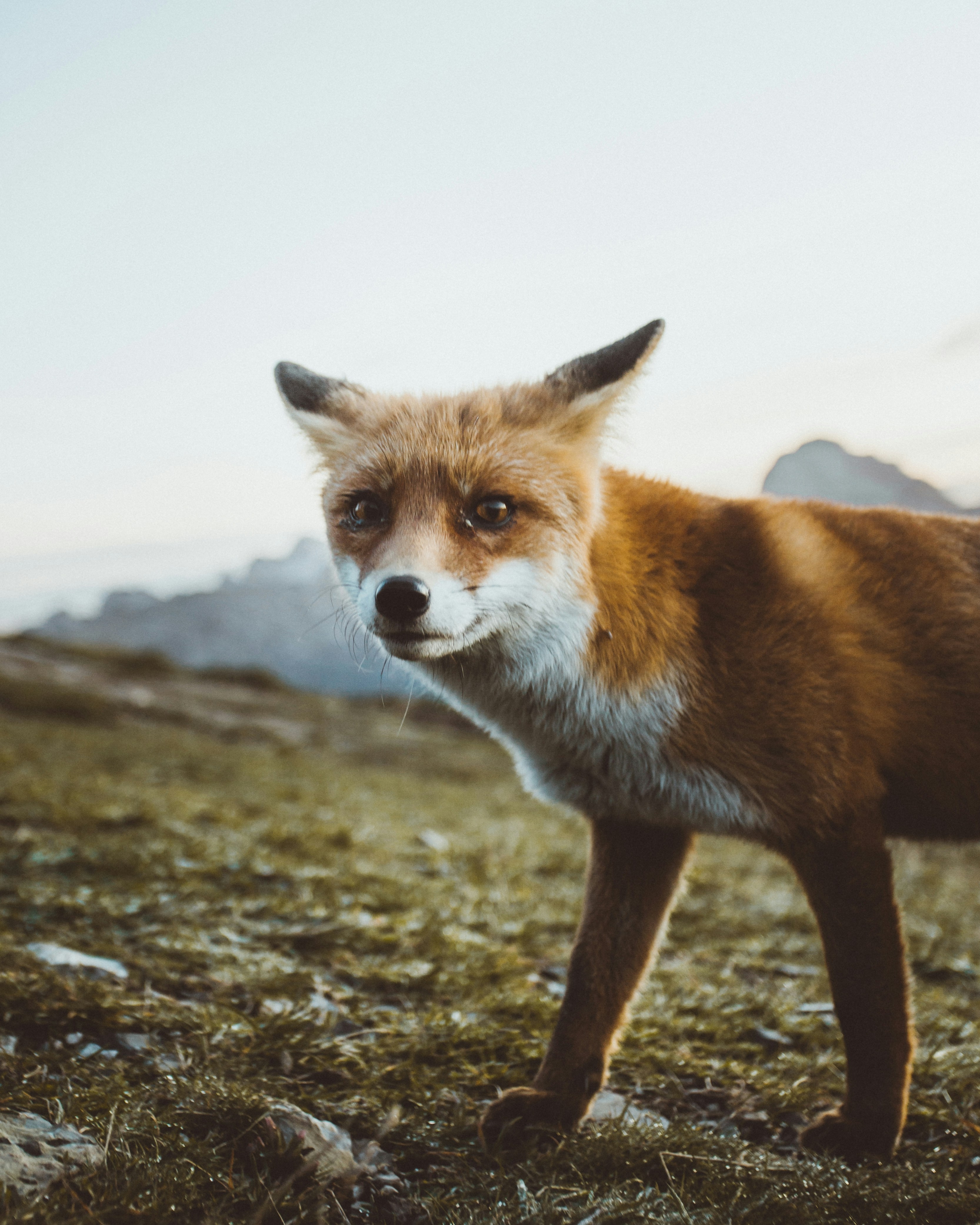Red Fox on Mountain Grassland