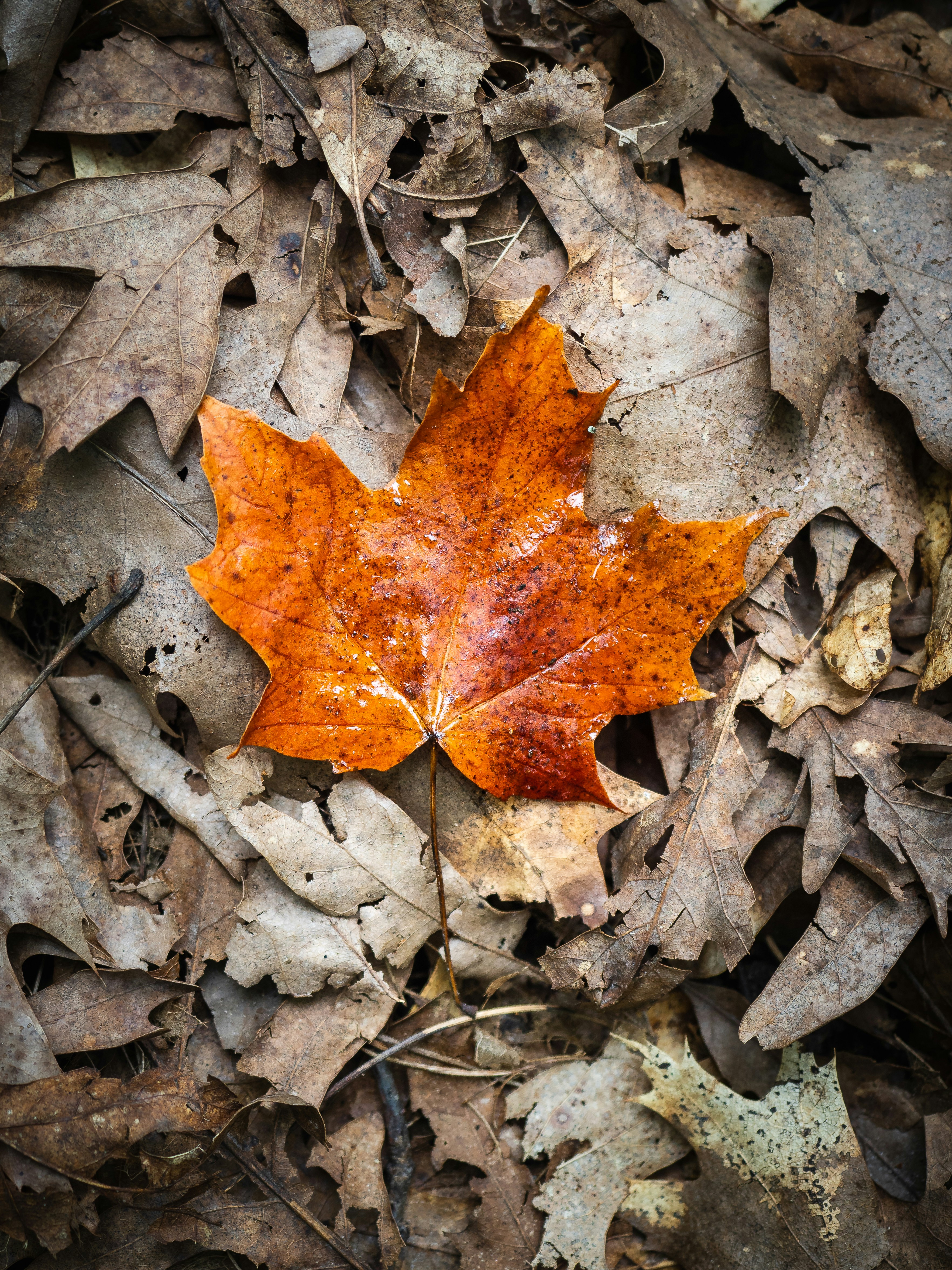 Orange Maple Leaf on Fallen Dry Leaves