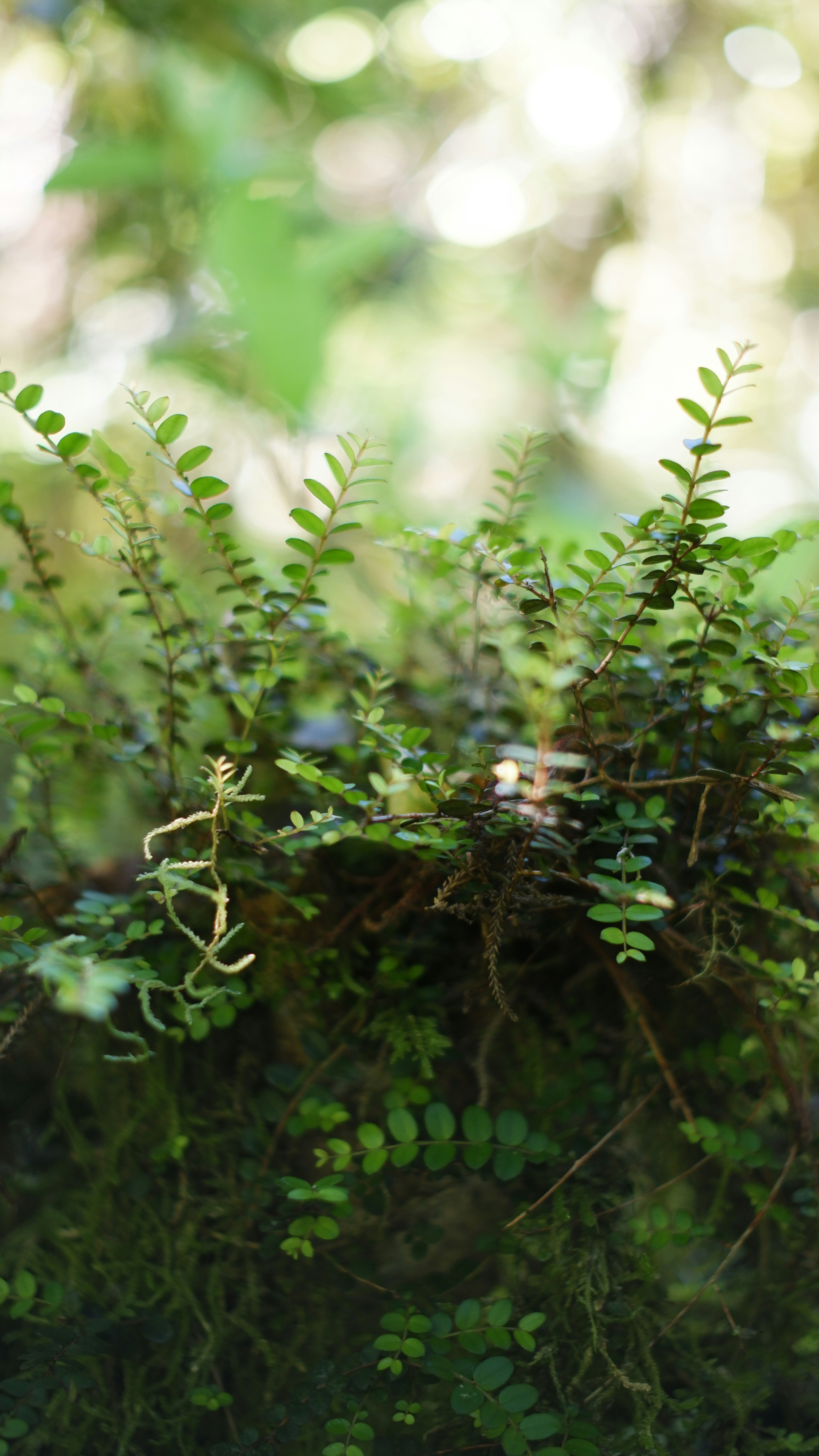 Small Green Plants in Forest Undergrowth