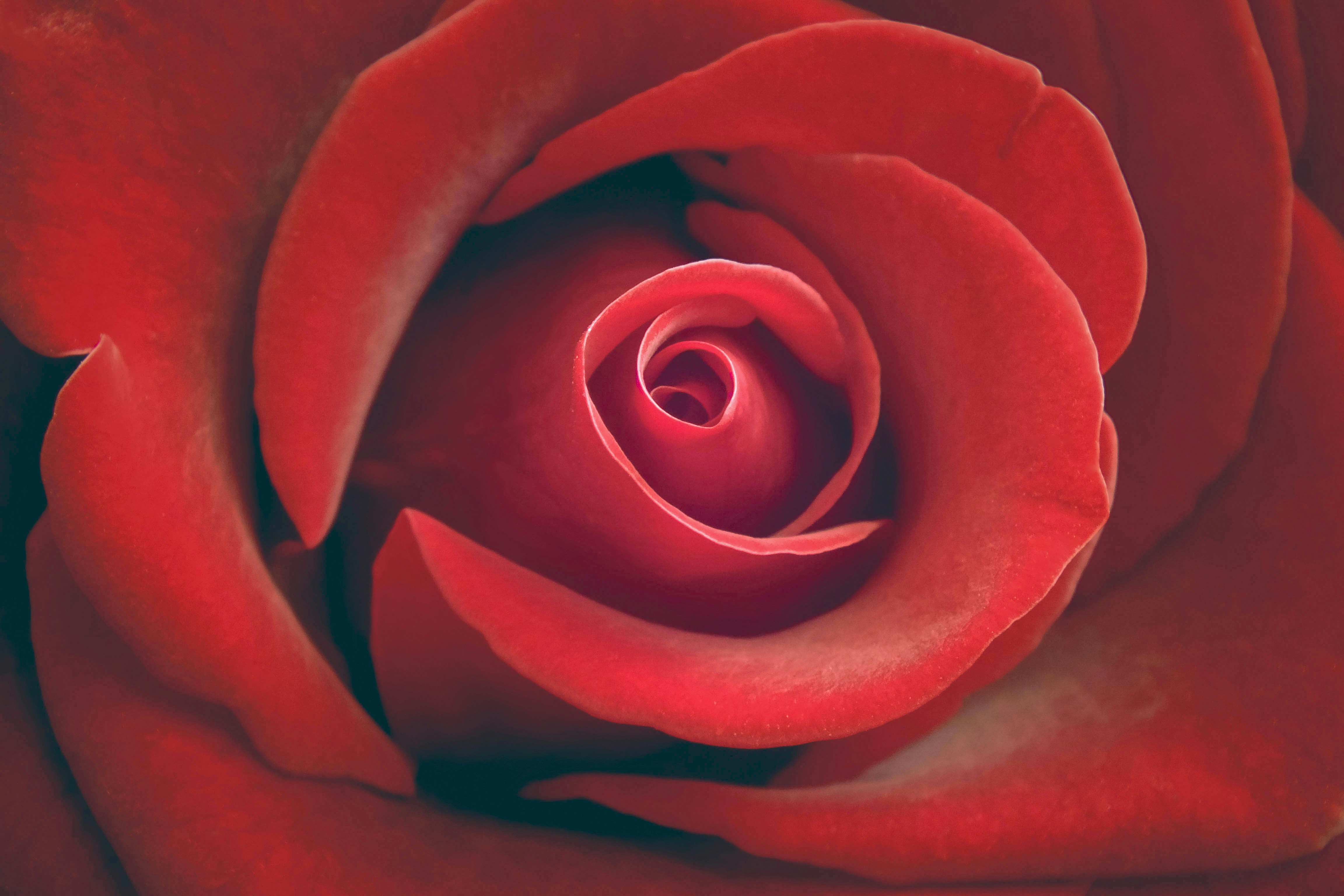 Close-up of Red Rose
