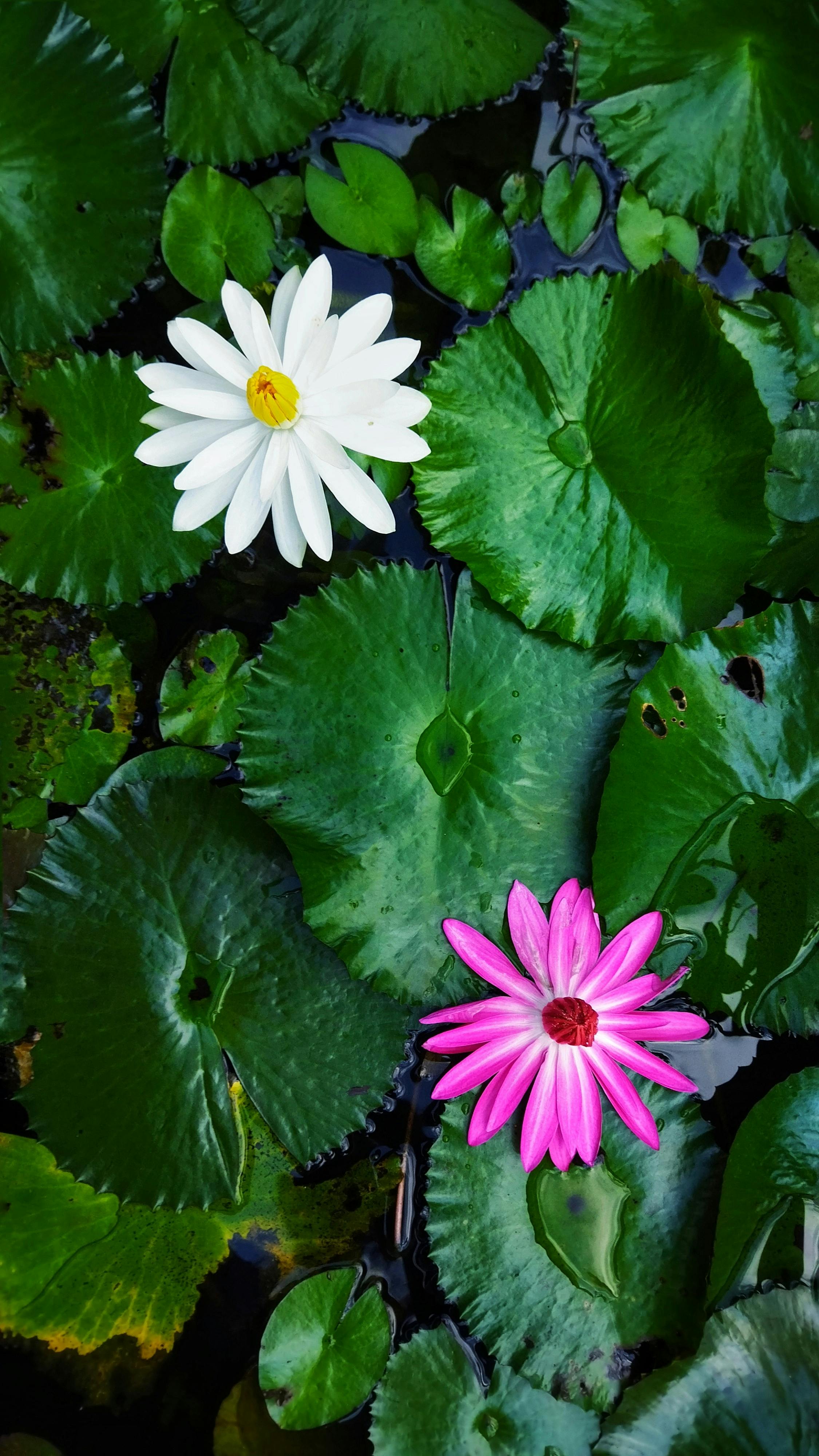 Wallpapers