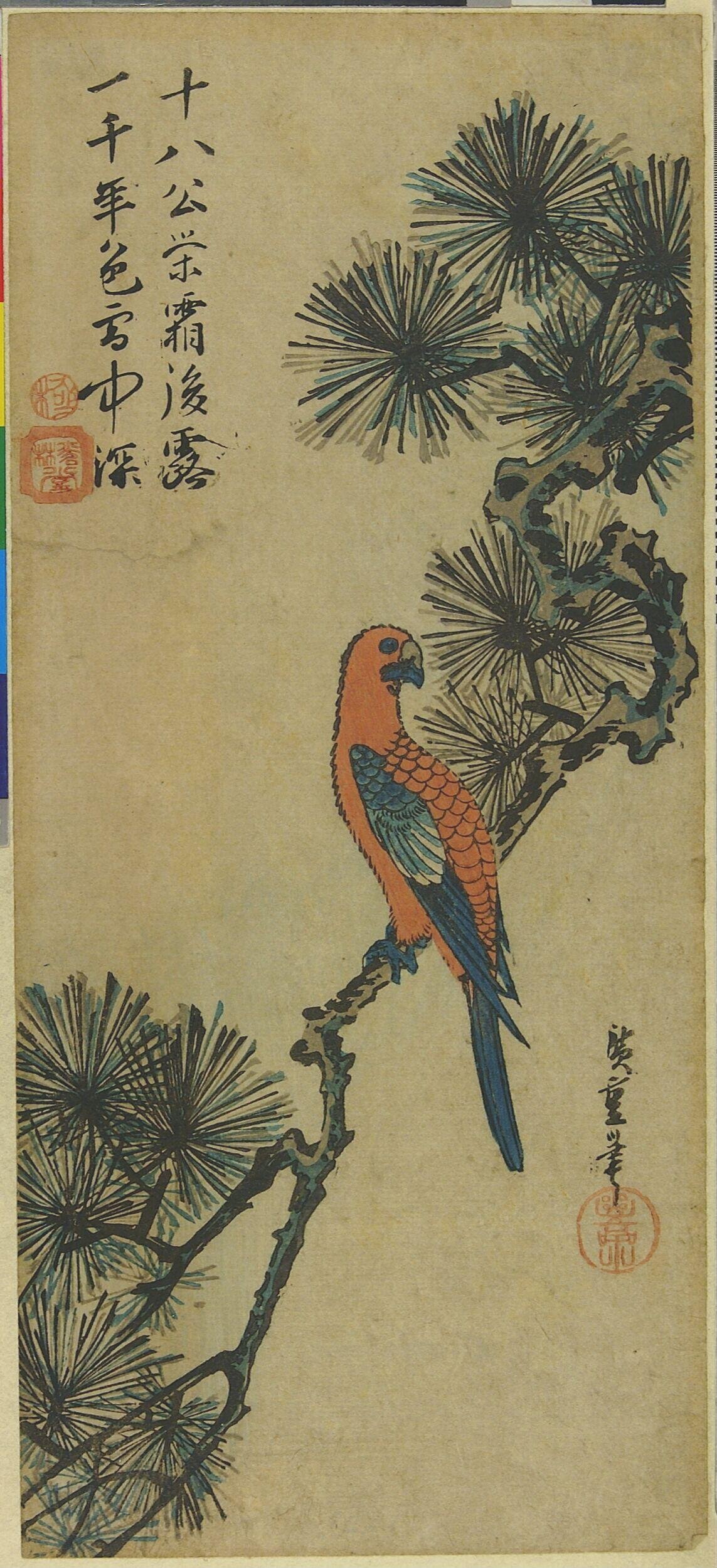 Parrot Perched on Pine Branch
