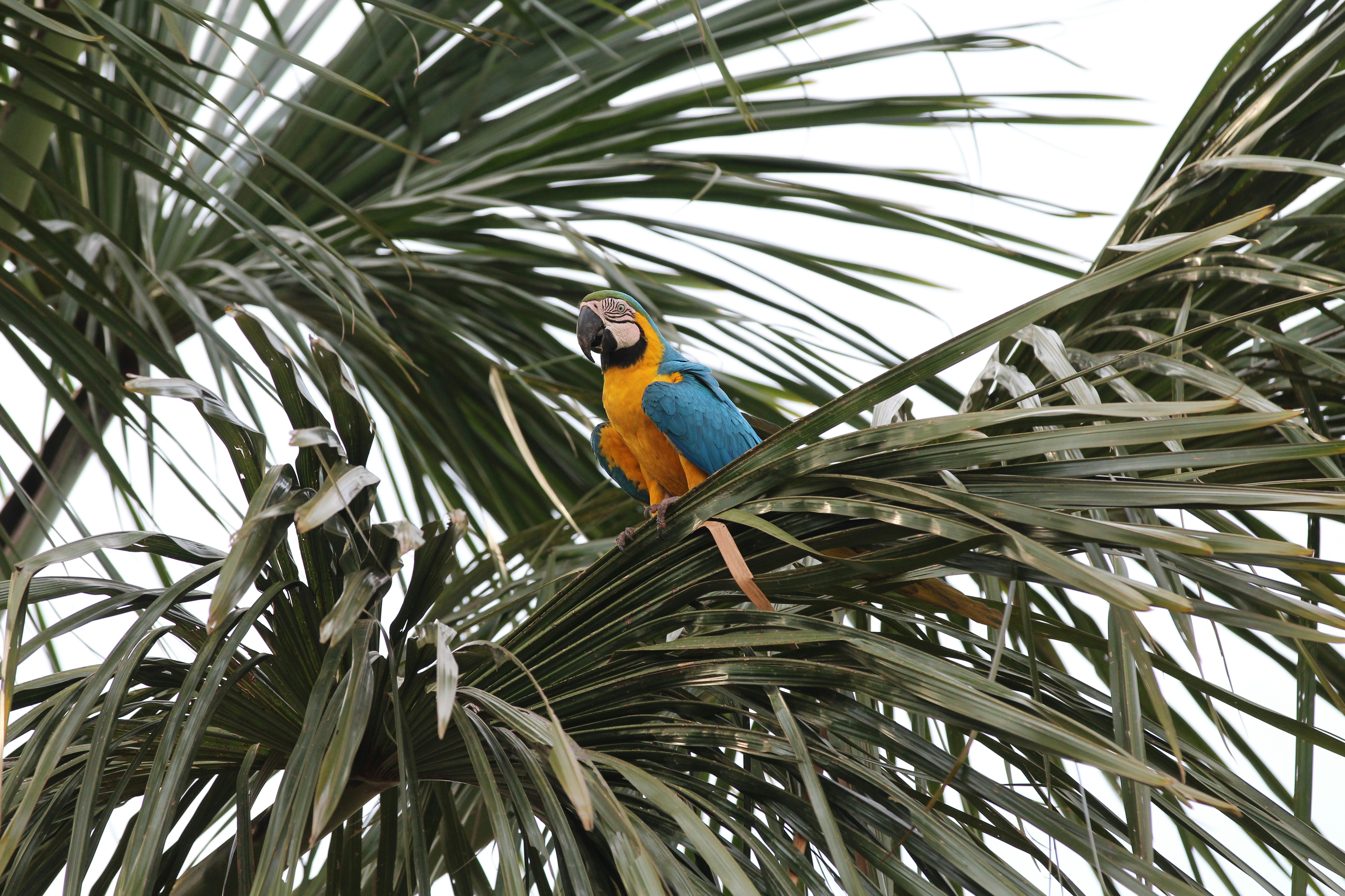 Blue-and-yellow Macaw Perched on Palm