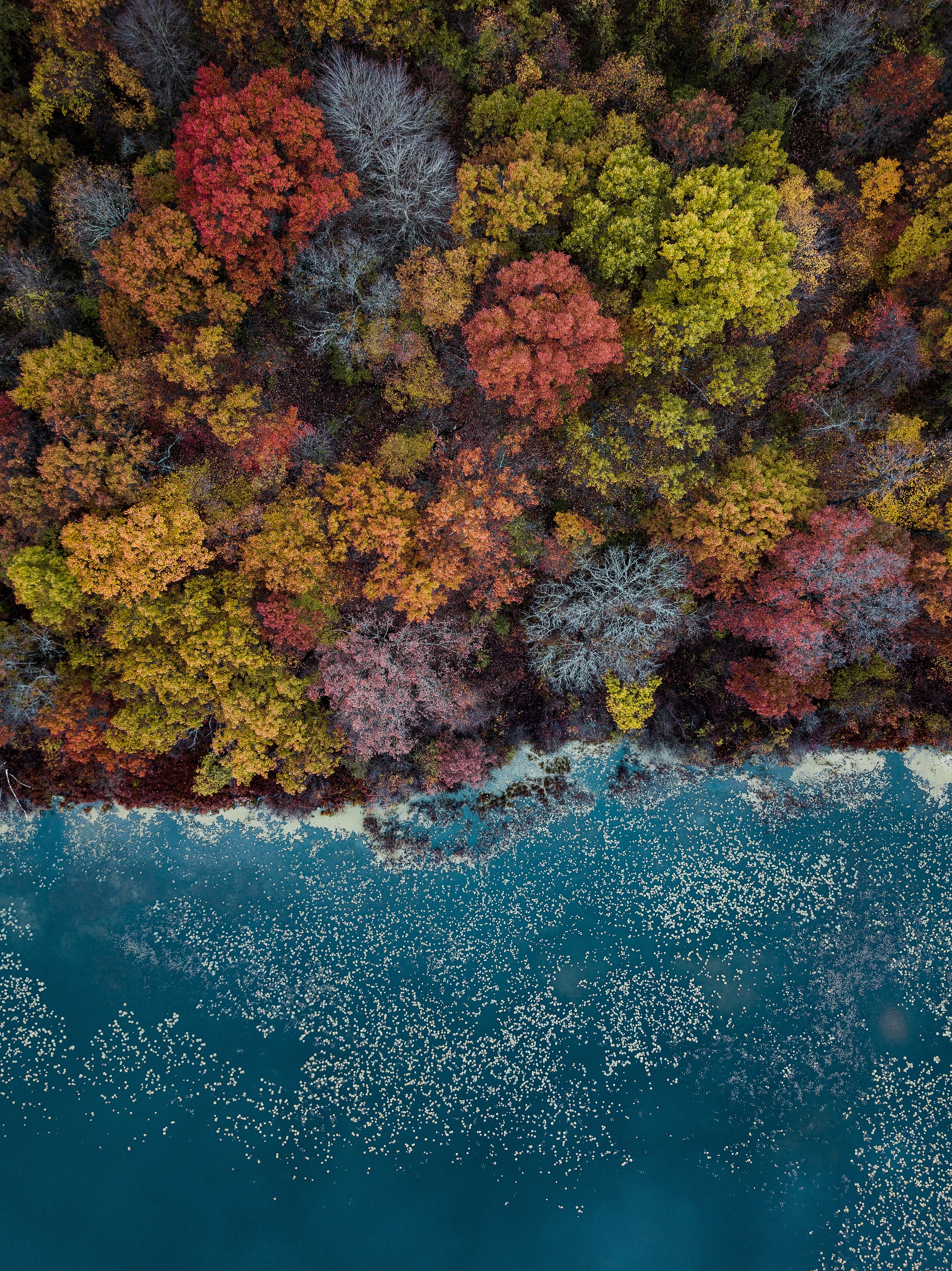 Aerial View of Autumn Forest and Lake