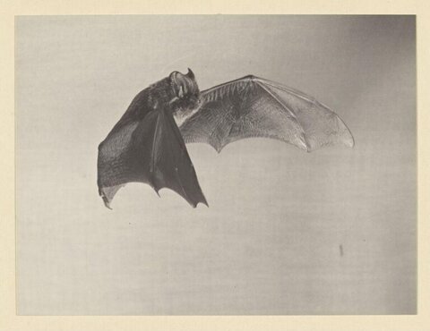 Black and White Flying Bat Photograph