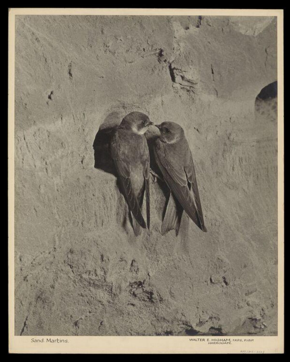 Two Sand Martins on Sandy Bank