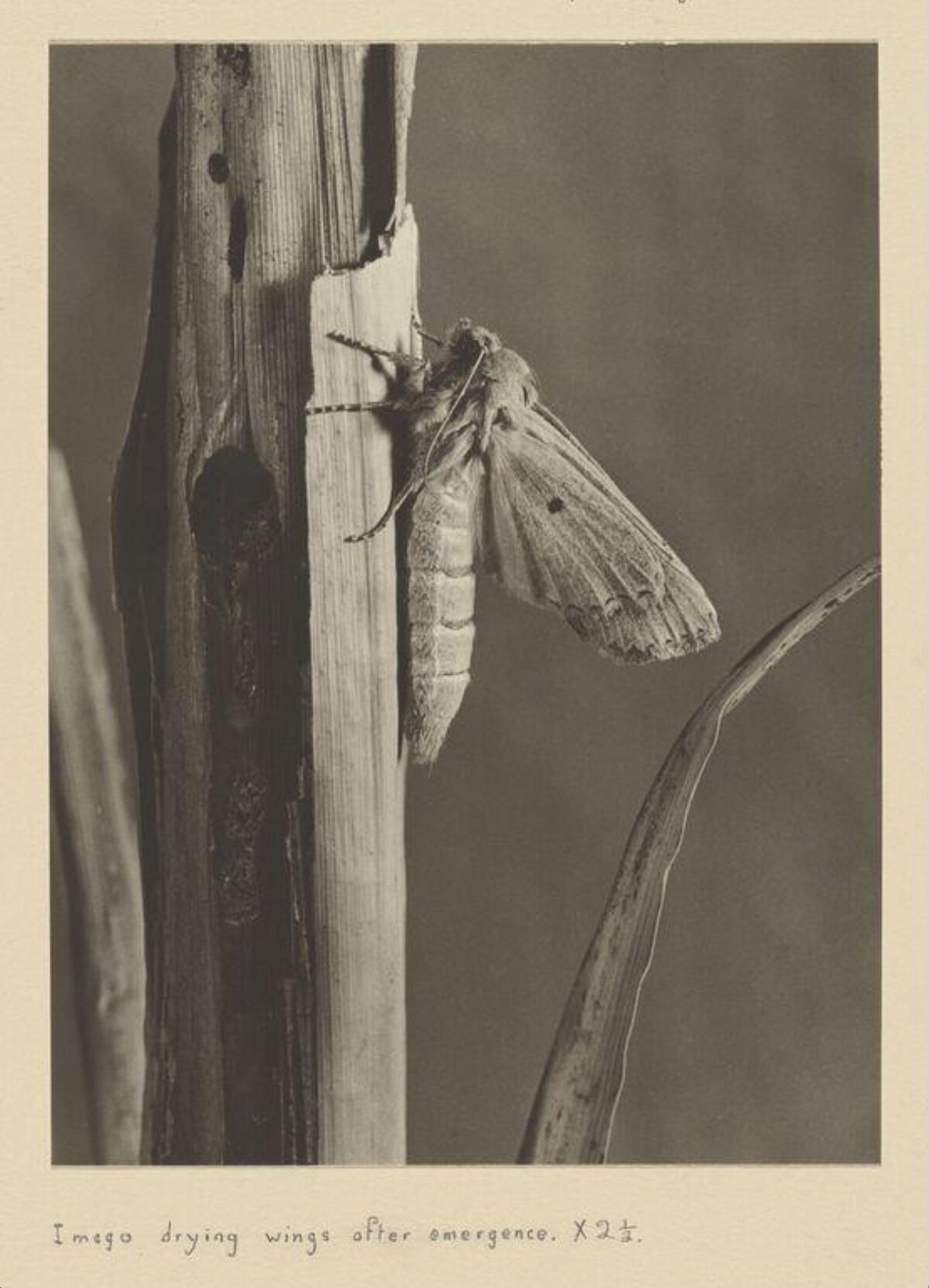 Newly Emerged Moth Drying Wings