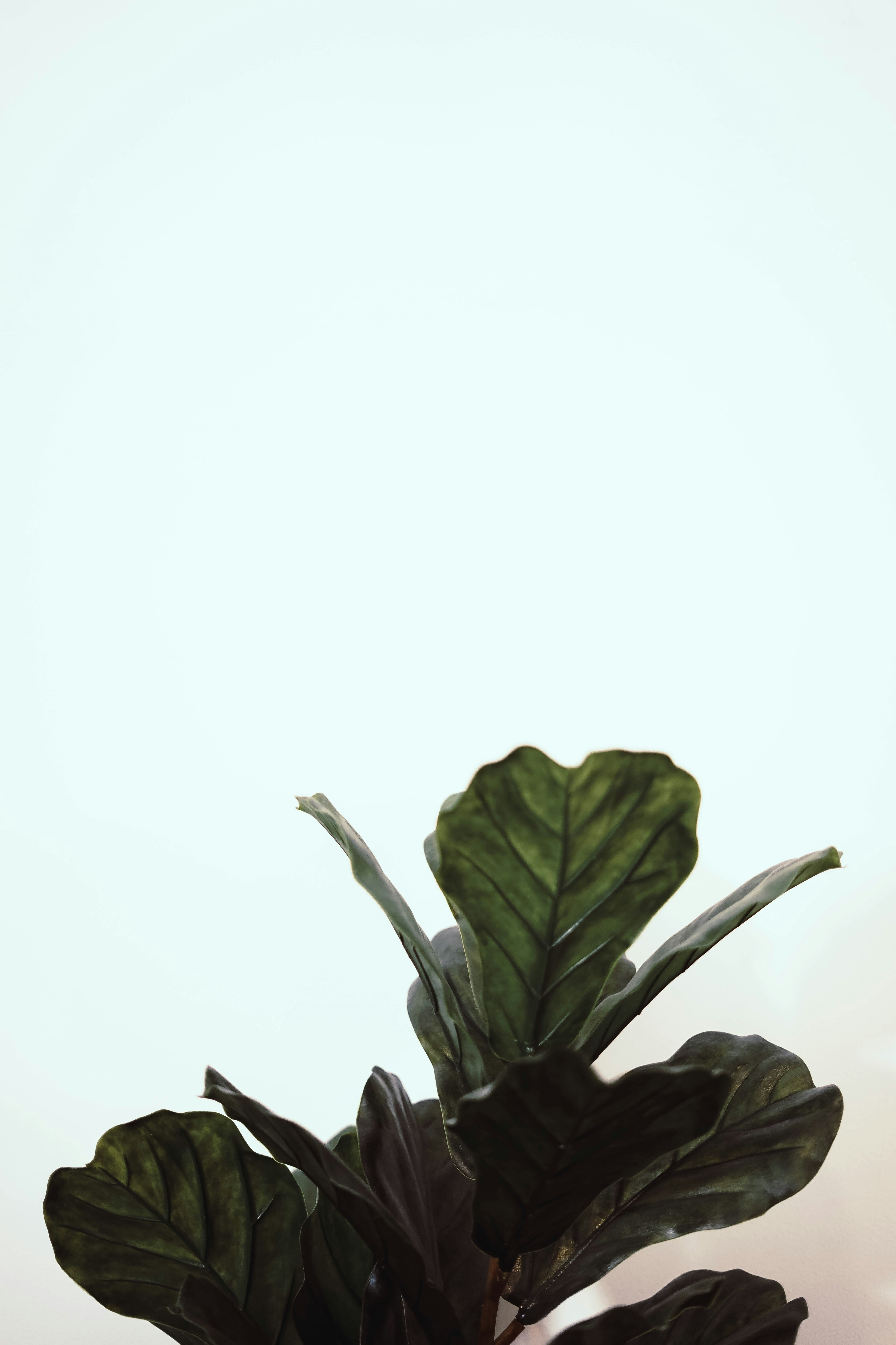 Fiddle Leaf Fig Against White Wall