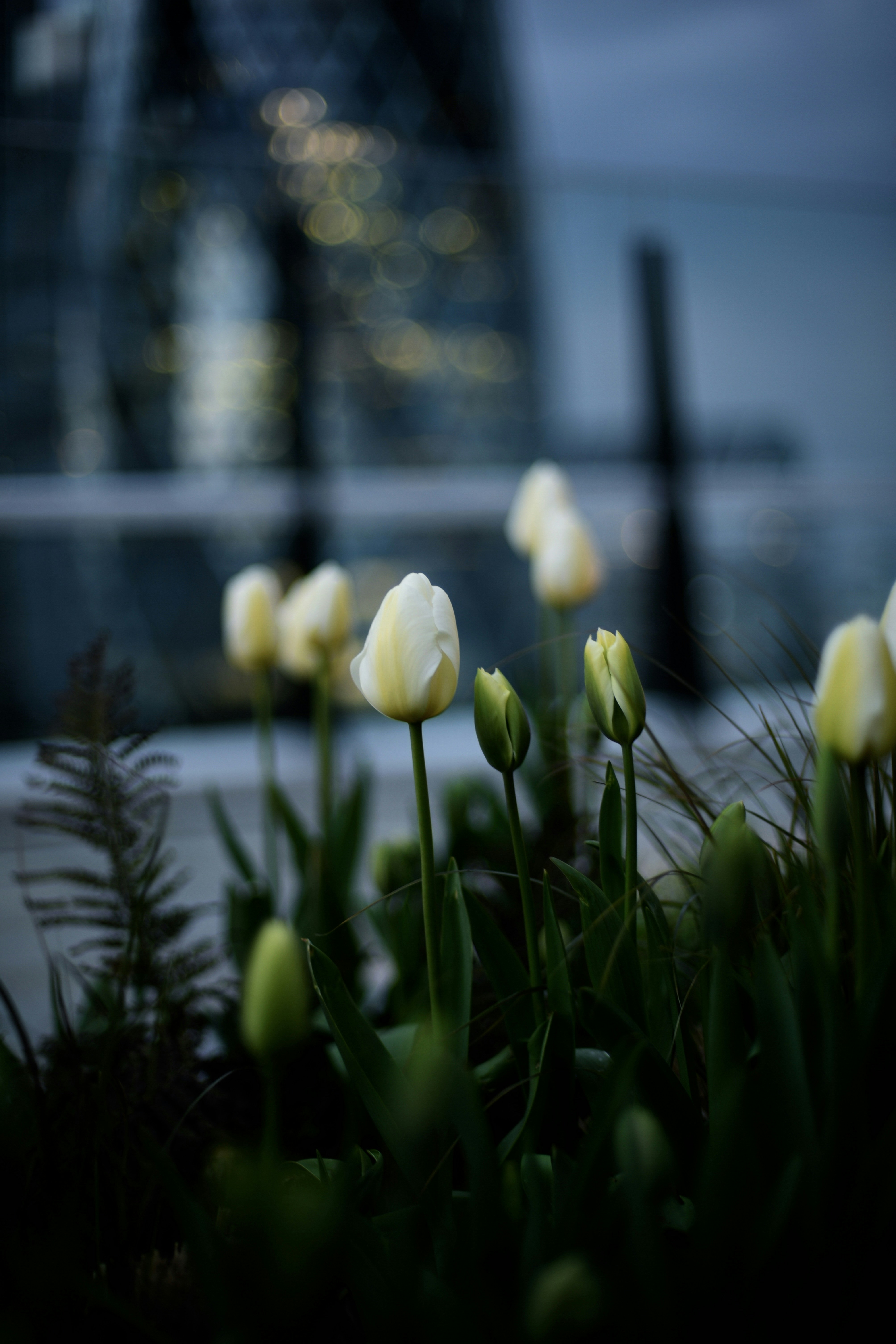 White Tulips Against Blurred City Background