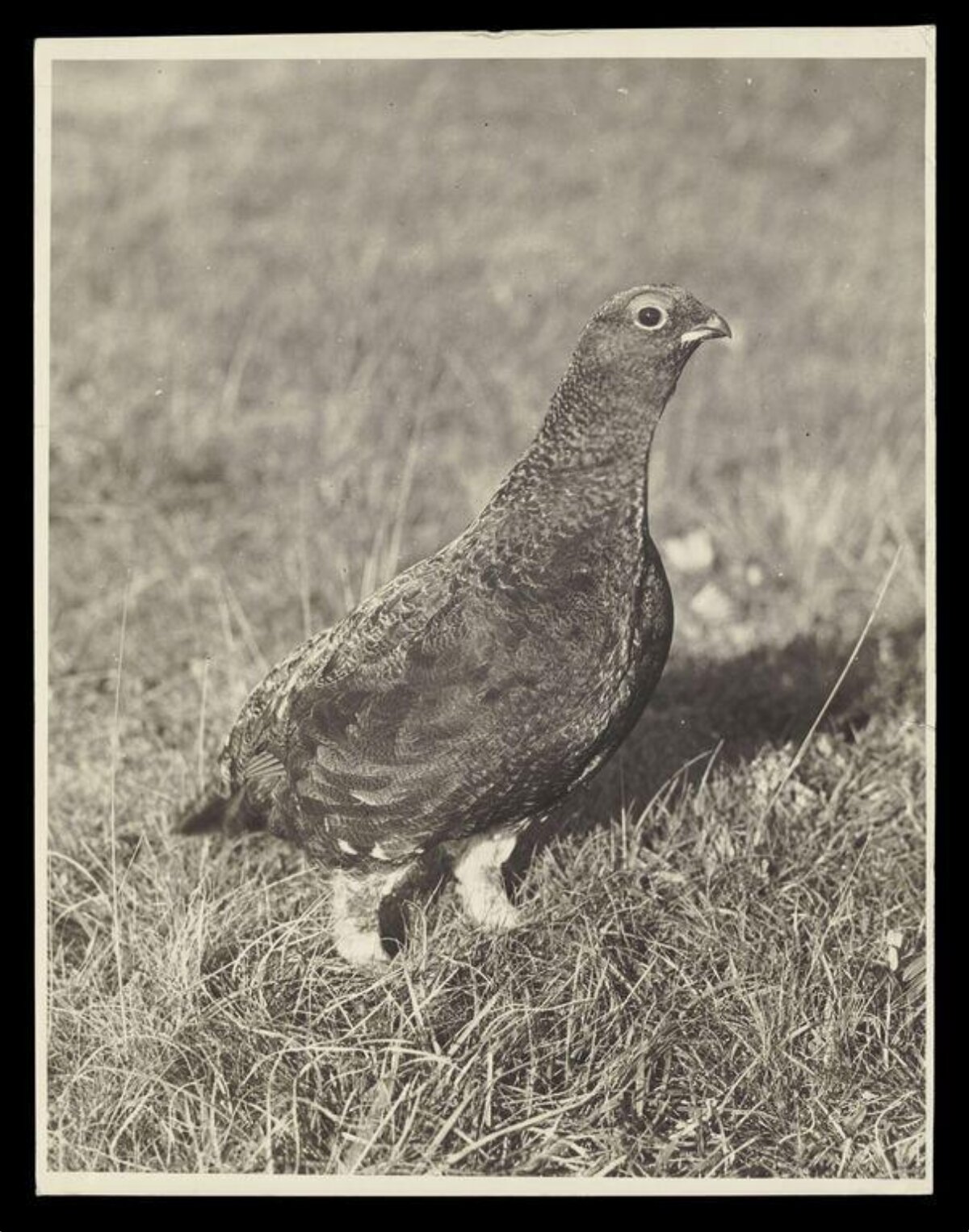 Grouse Standing on Grassland